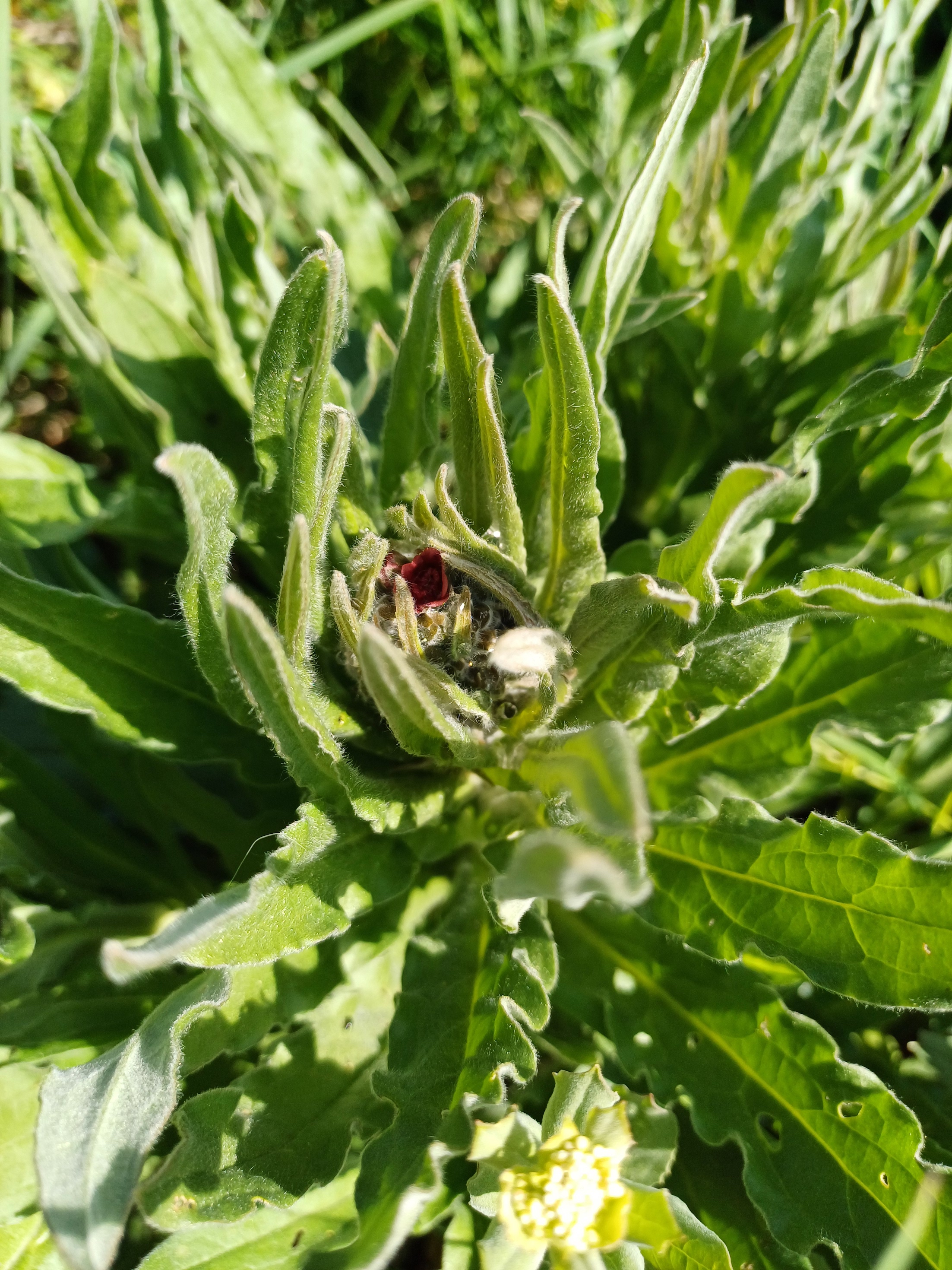 cynoglossum officinale N lanzendorf 20240421_094819.jpg