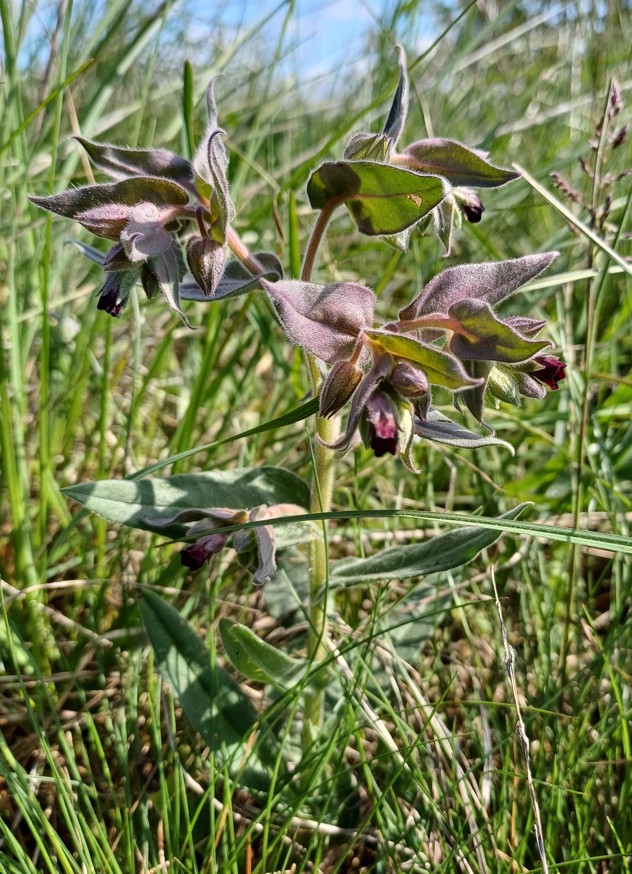 nonea pulla N lanzendorf 20240421_095343.jpg