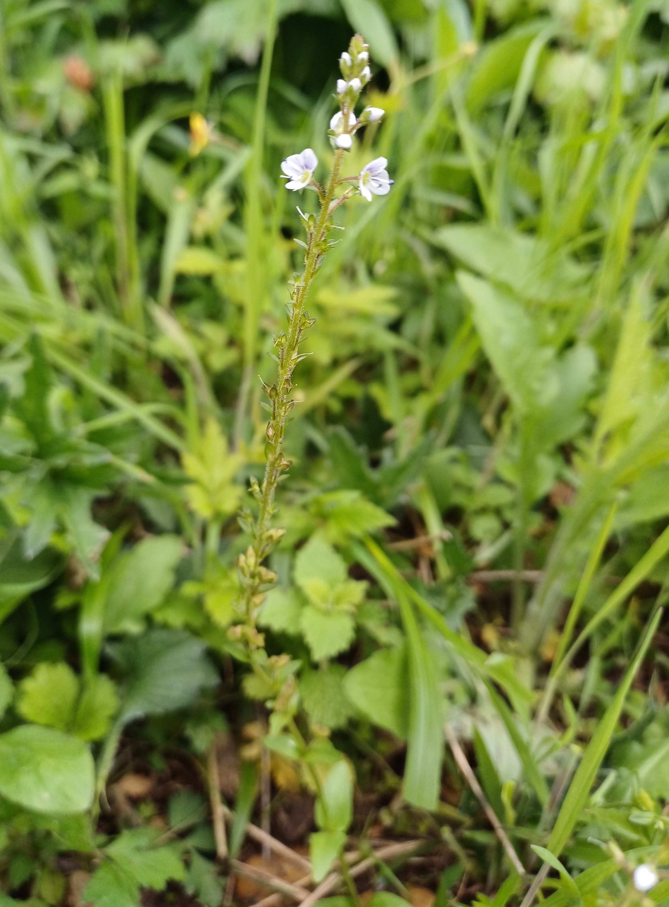 veronica serpyllifolia subsp. serpyllifolia maria ellender wald S maria ellend 20240422_115743.jpg