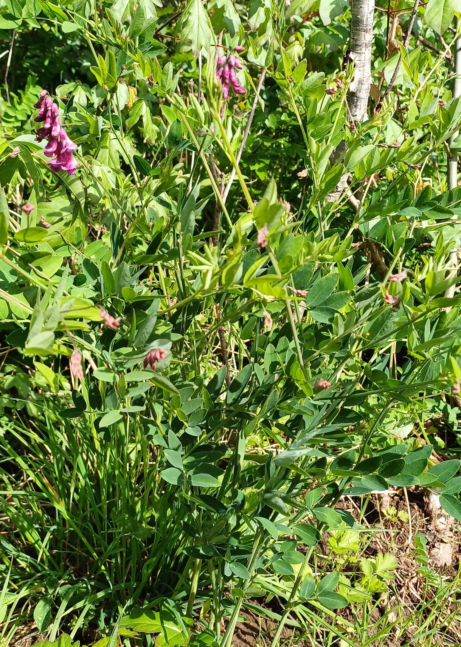 lathyrus niger rauchenwarther wald 20240425_101717.jpg