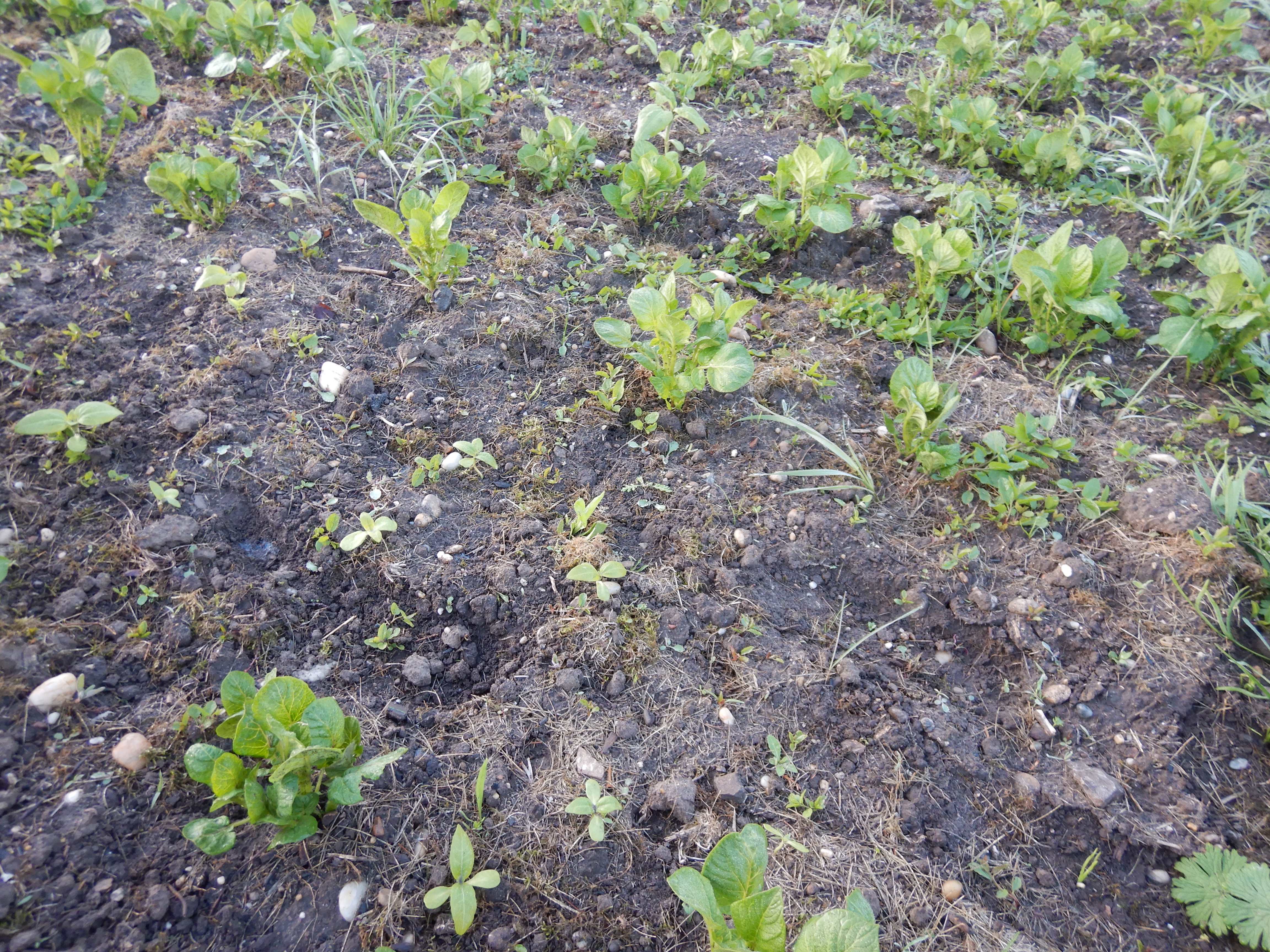 DSCN9874 eisblumen 2024-04-26 prellenkirchen-mitte, nachbarins erpfel hoffentlich unbeeinträchtigt.jpg