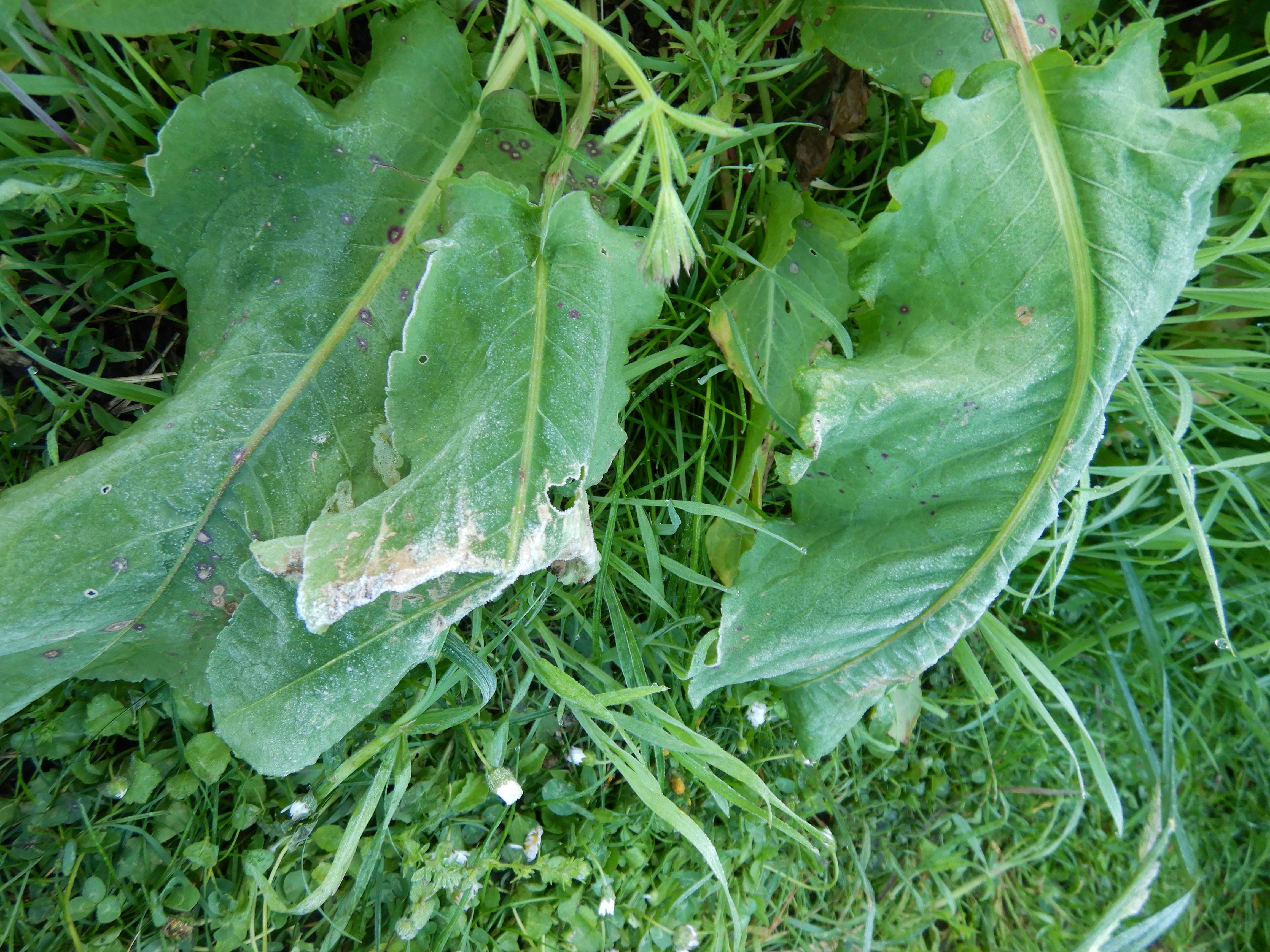 DSCN9900 eisblumen 2024-04-26 prellenkirchen-mitte, rumex patientia.jpg