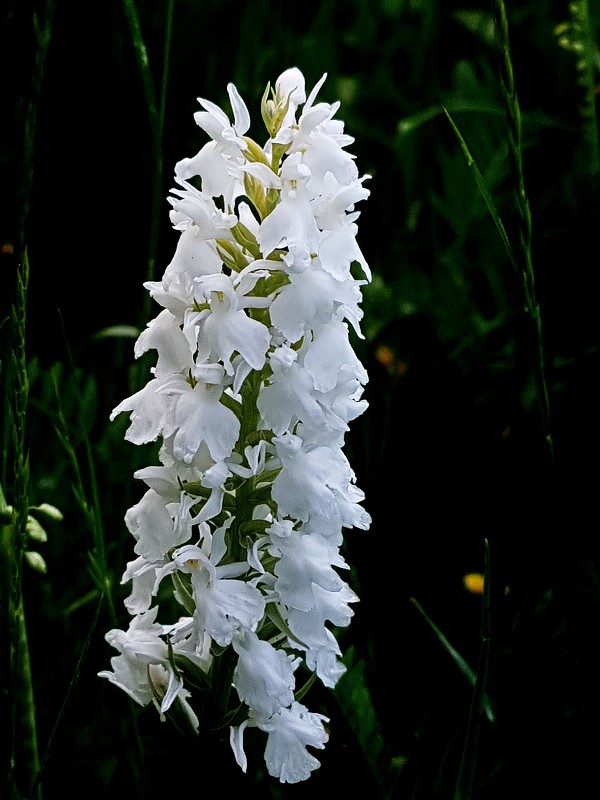 k-Dactylhoriza fuchsii Albino.jpg