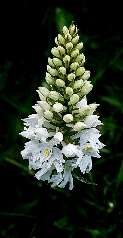 k-Dactylhoriza fuchsii weiß II.jpg