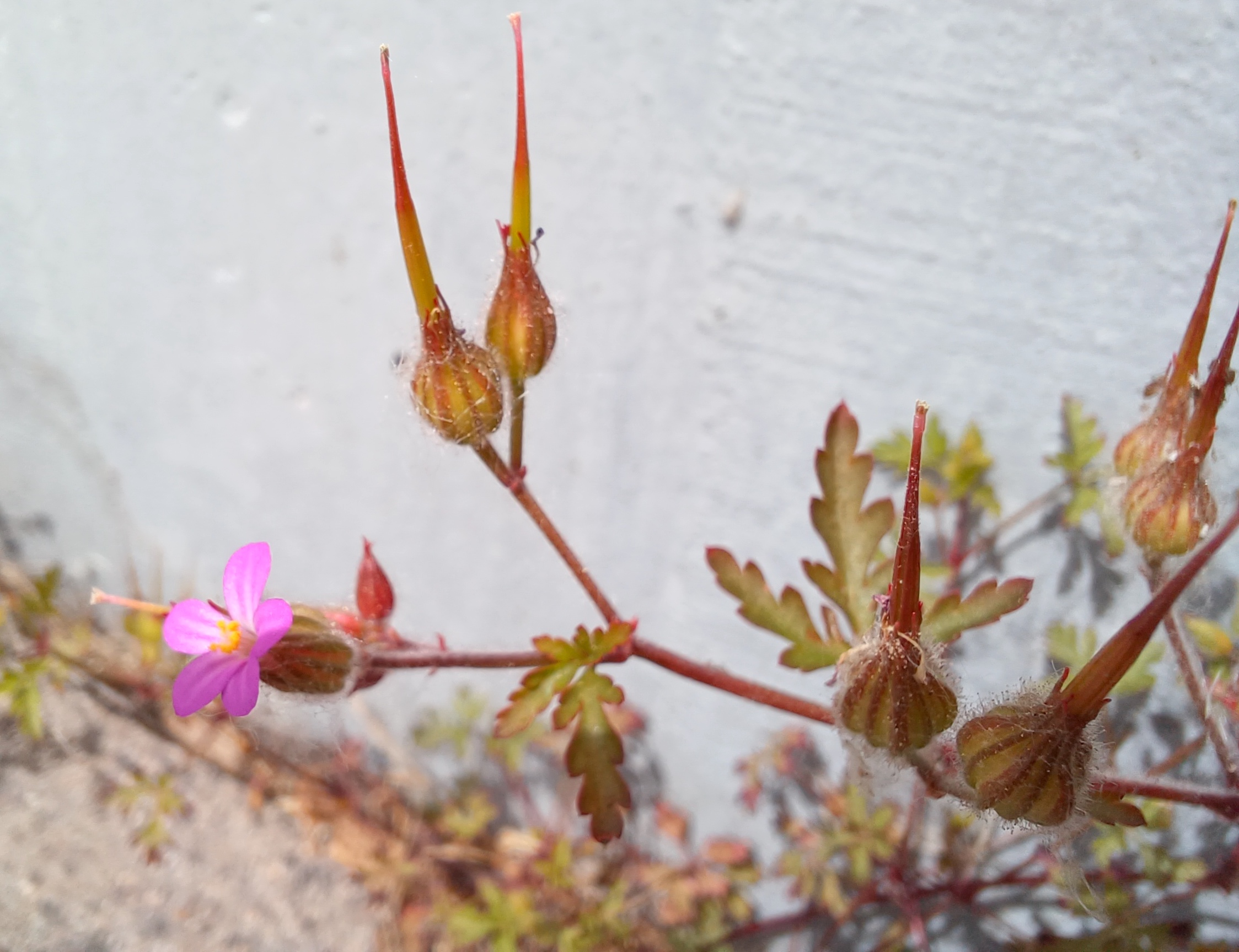 geranium purpureum eisenbahnbrücke praterkai 20240428_114305.jpg