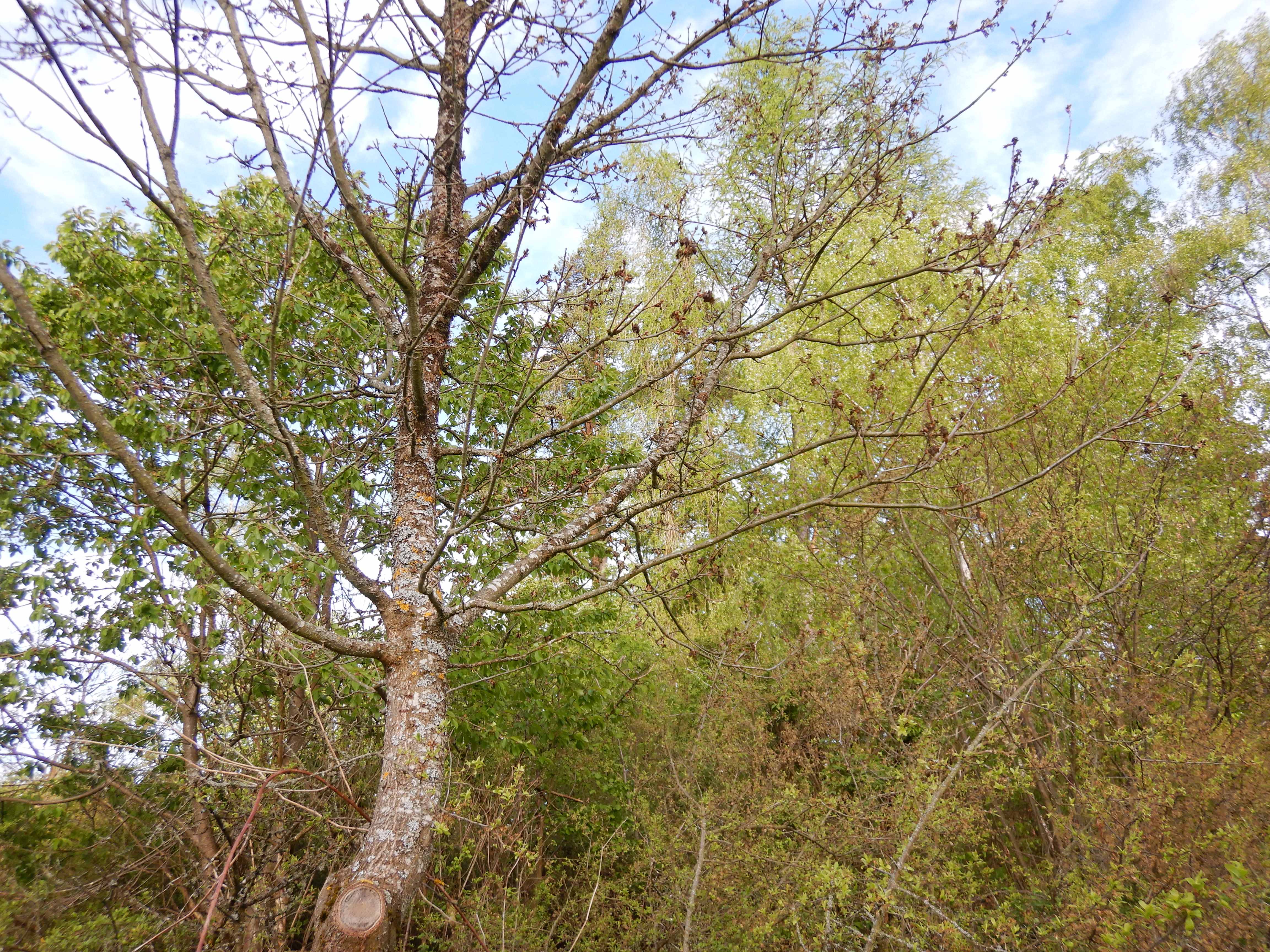 DSCN0171 frost, quercus robur, hirschbach-auerbach, 2024-04-28.jpg