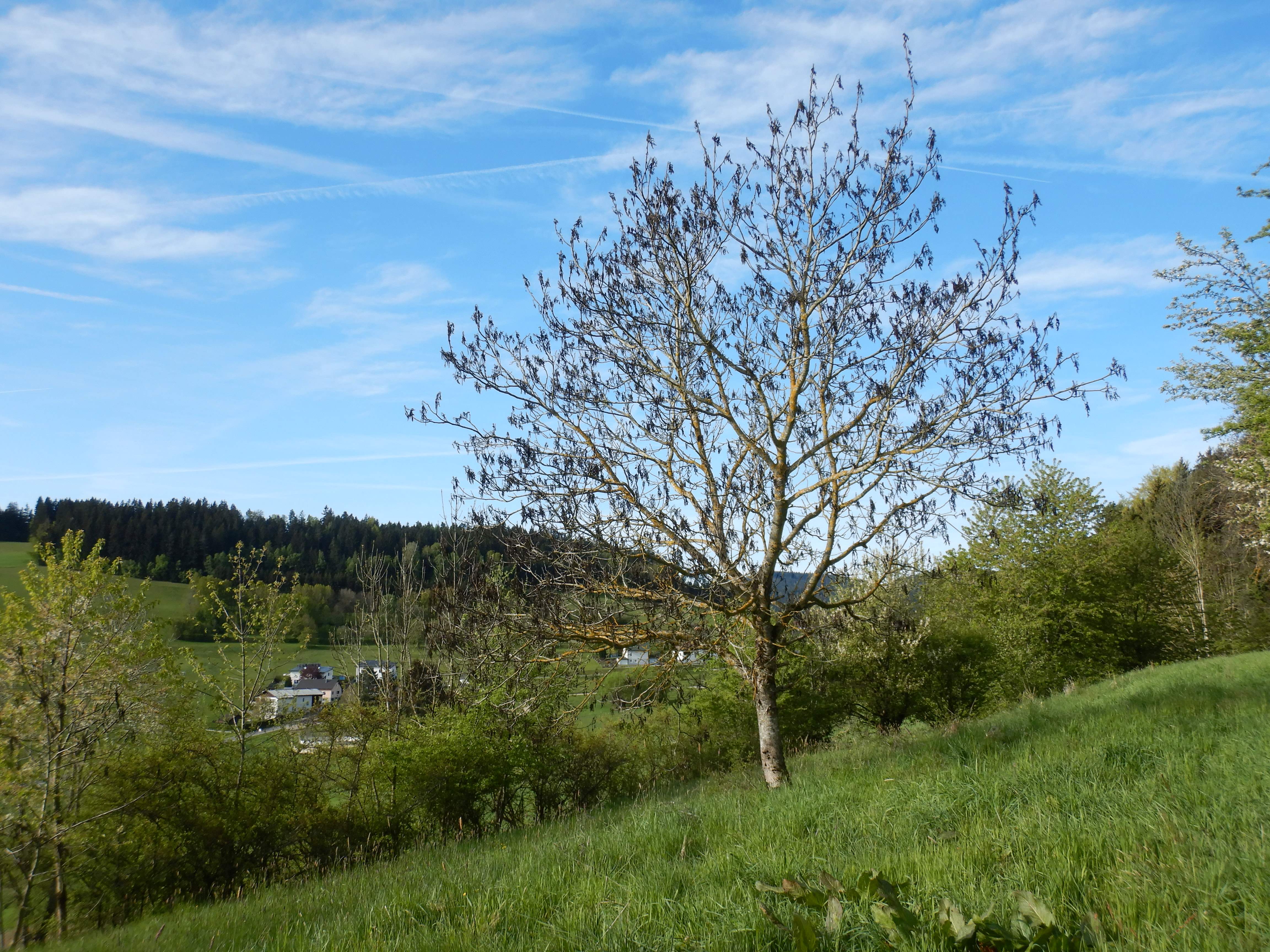 DSCN0200 frost, juglans regia, hirschbach-auerbach, 2024-04-28.jpg