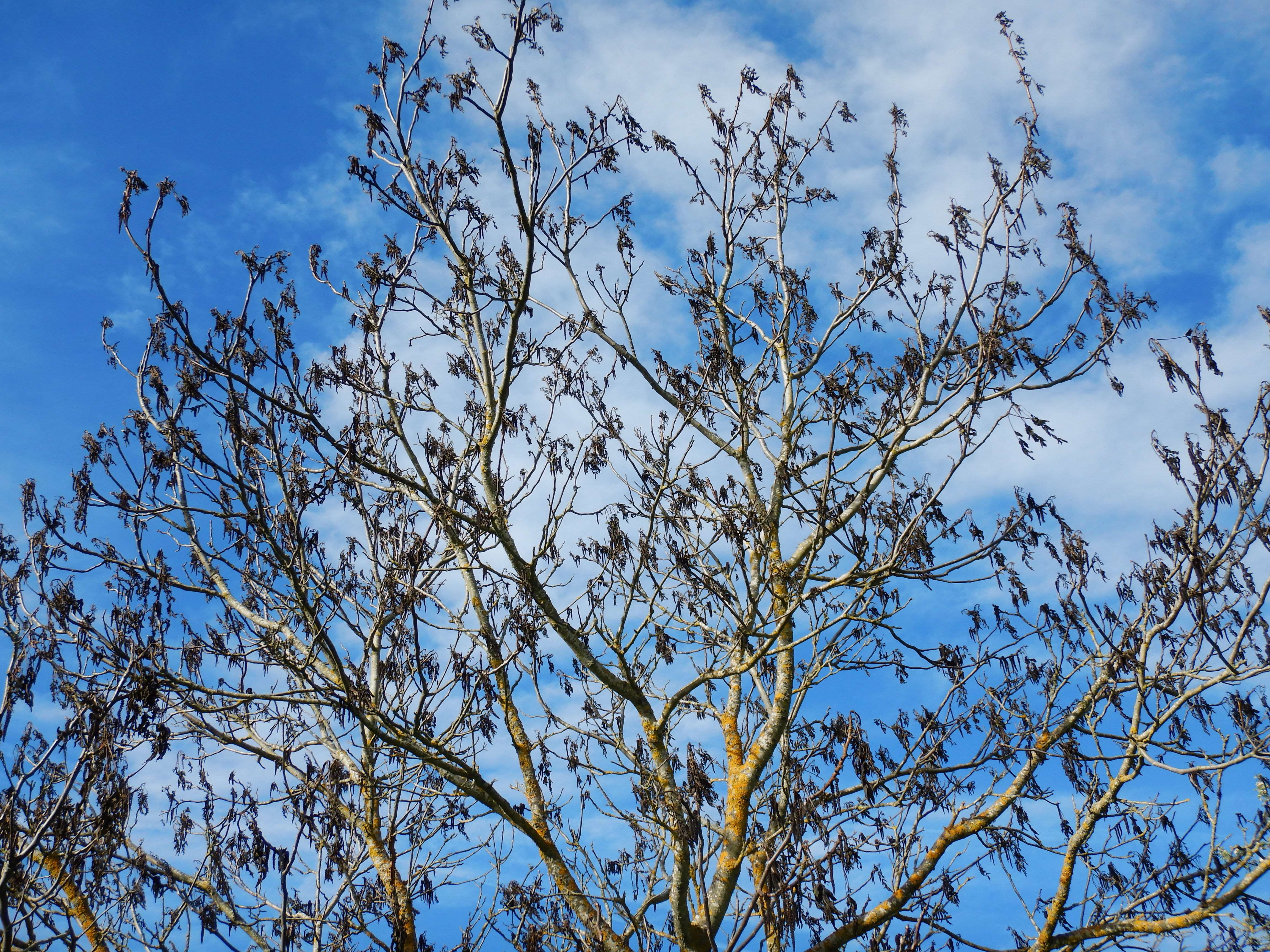 DSCN0202 frost, juglans regia, hirschbach-auerbach, 2024-04-28.jpg