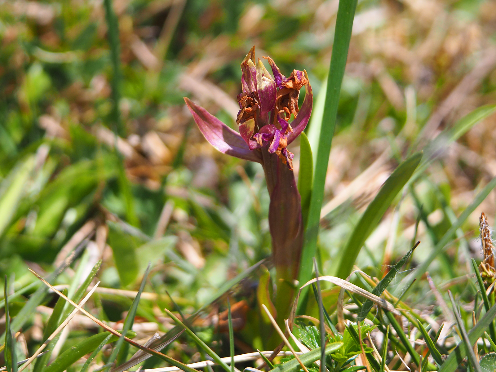 Dactylorhiza sambucina2_hohenau.jpg