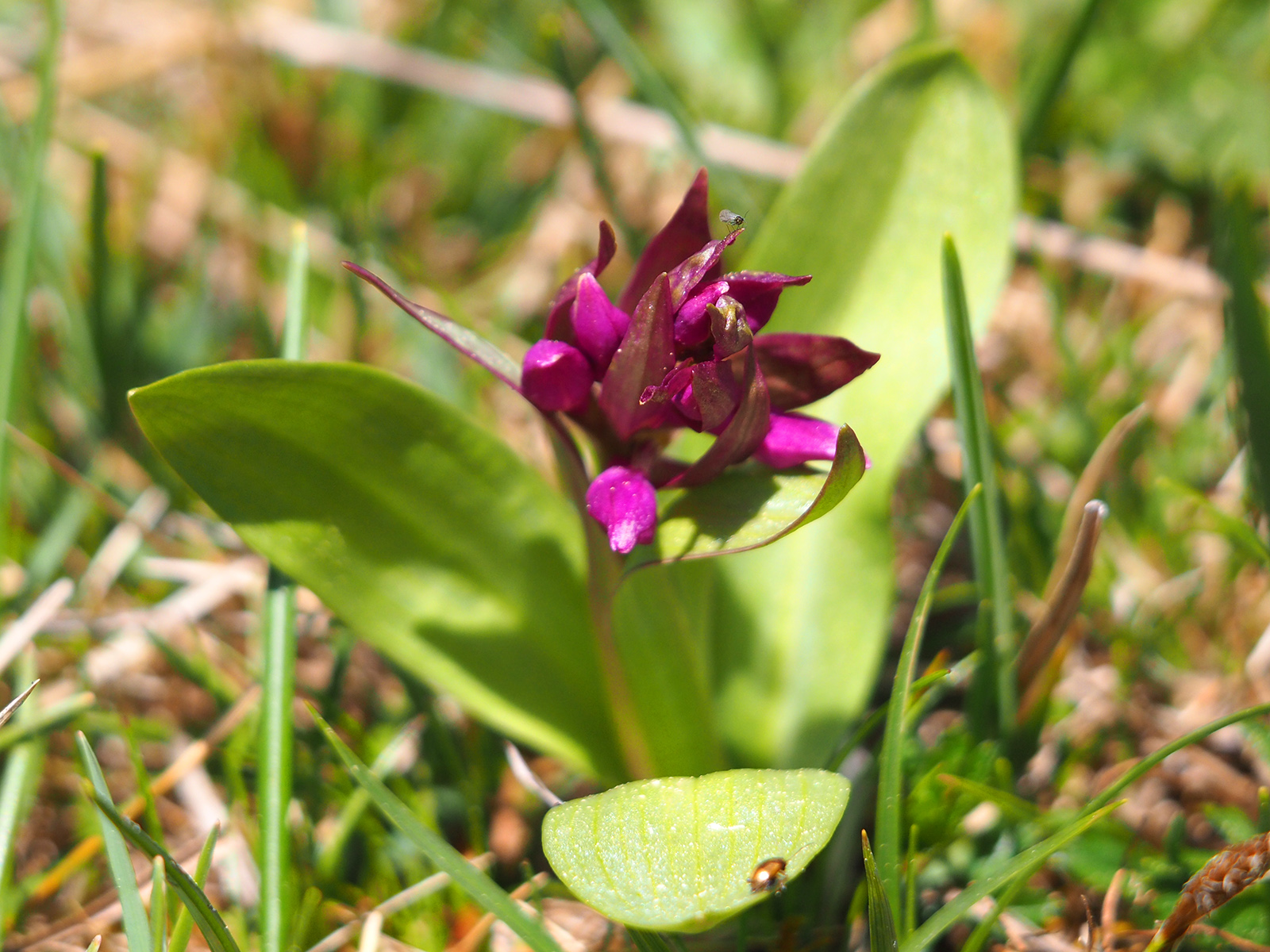 Dactylorhiza sambucina_hohenau.jpg