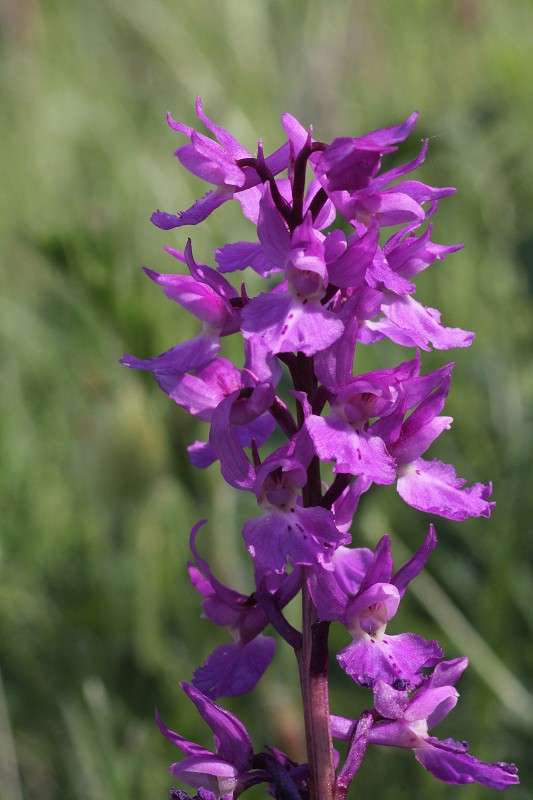 k-Orchis mascula.JPG