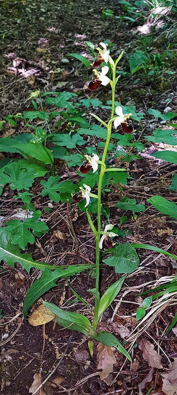 k-Ophrys holoserica 6 Blüten.jpg