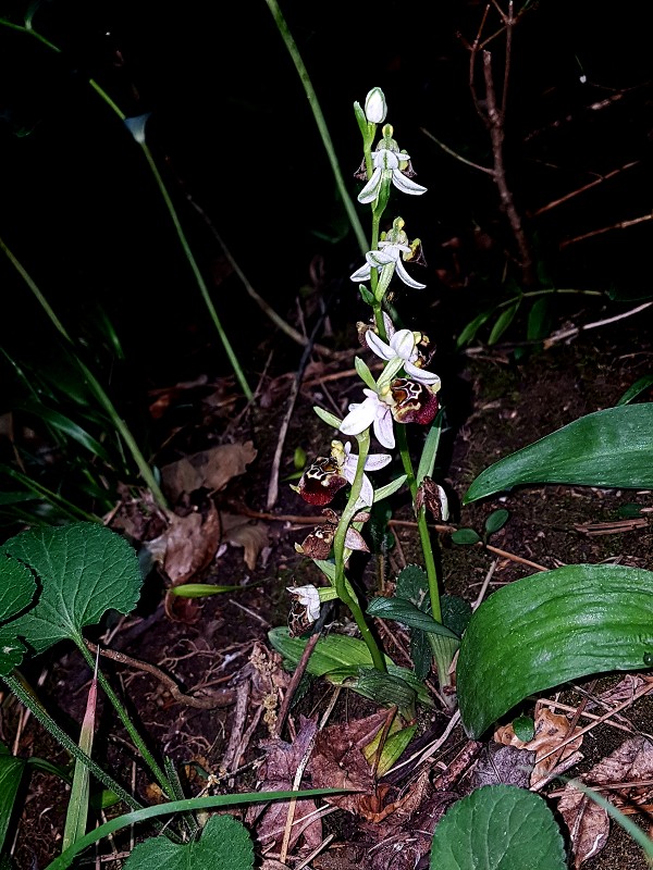 k-Ophrys holoserica.jpg