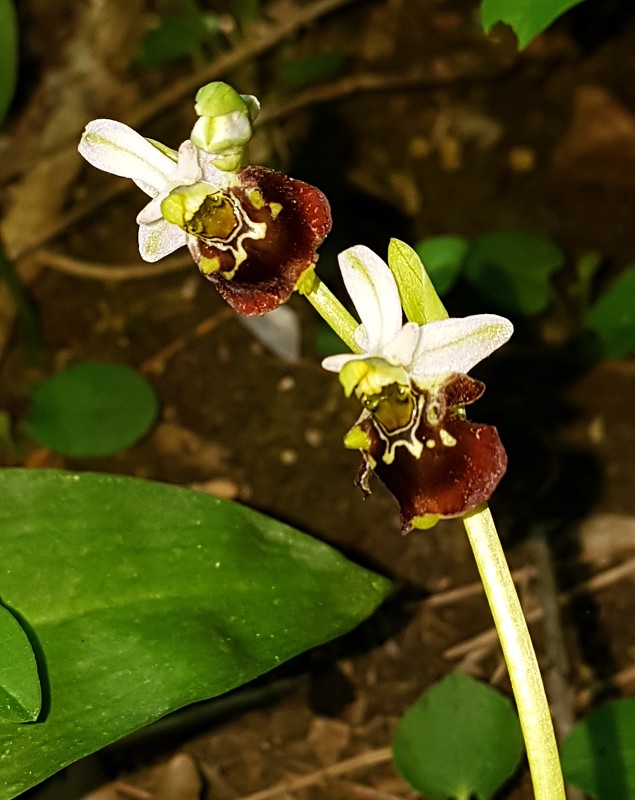 k-Ophrys holoserica Detail.jpg