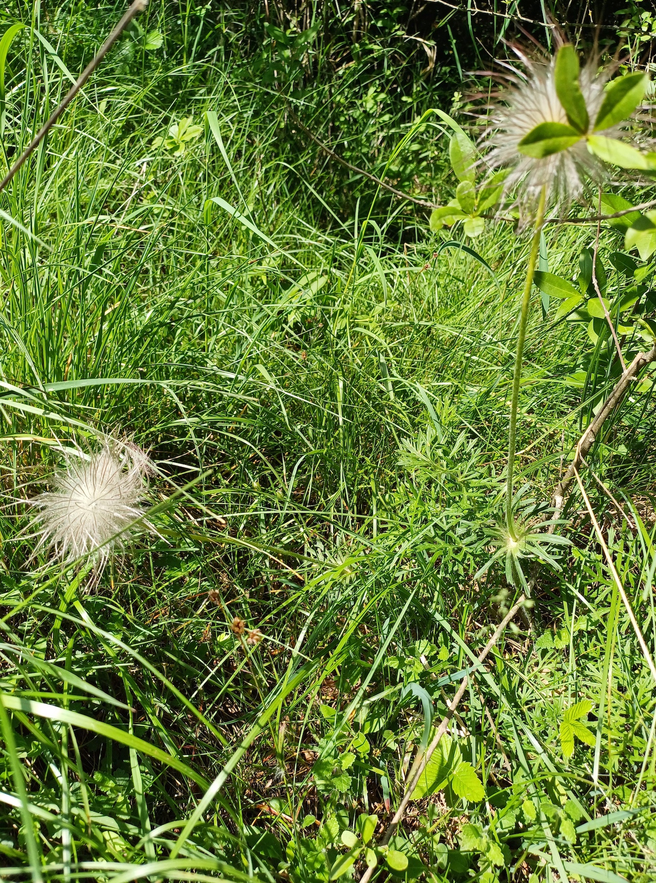 pulsatilla sp. 20240501_112648.jpg