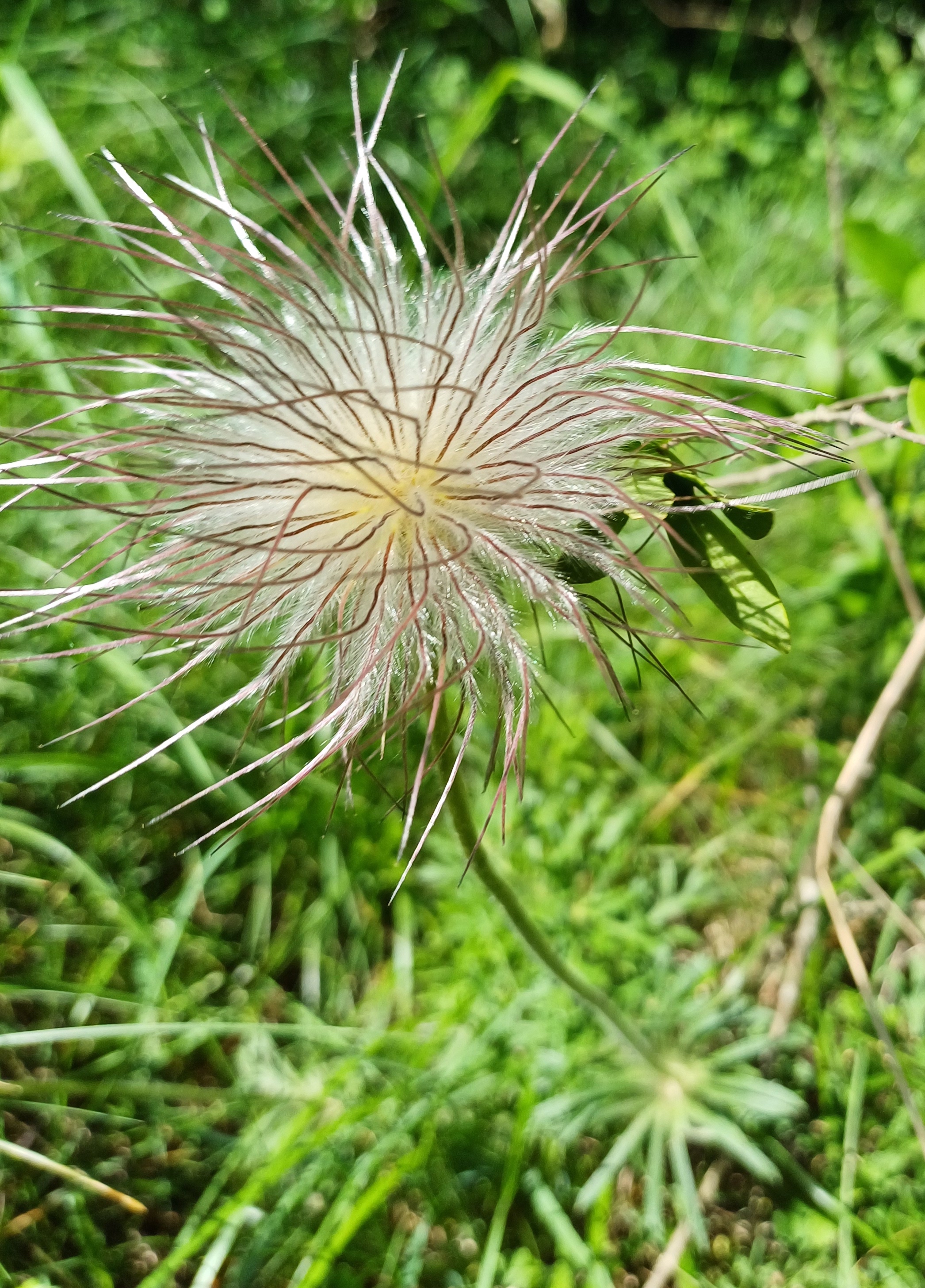 pulsatilla sp. 20240501_112653.jpg