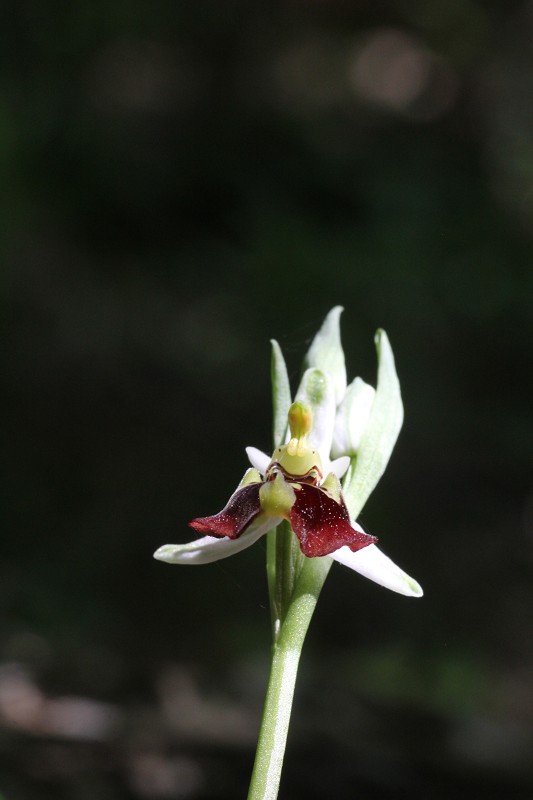 k-Ophrys holoserica 1 Blüte.JPG