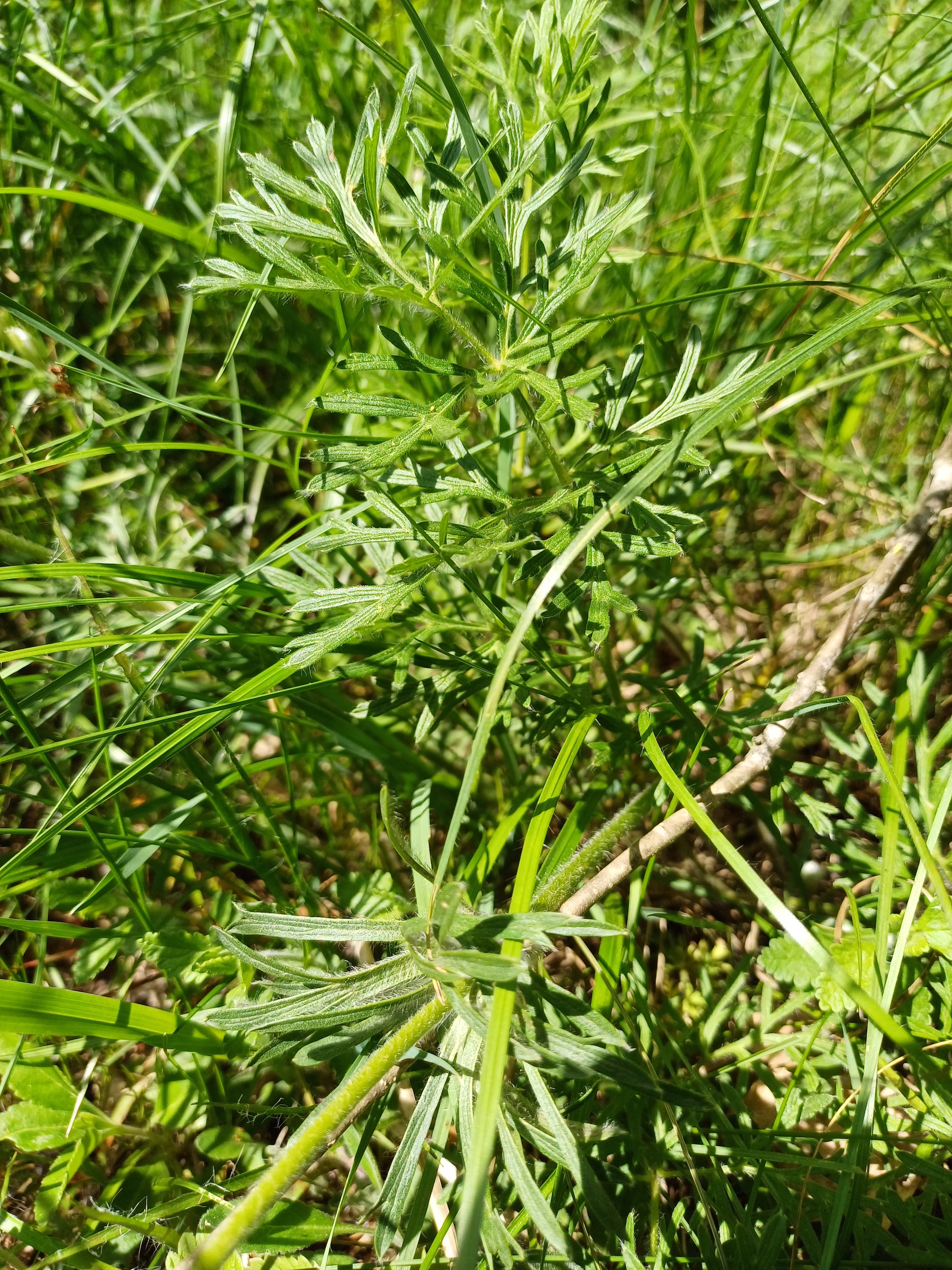 pulsatilla sp. 20240501_112726.jpg