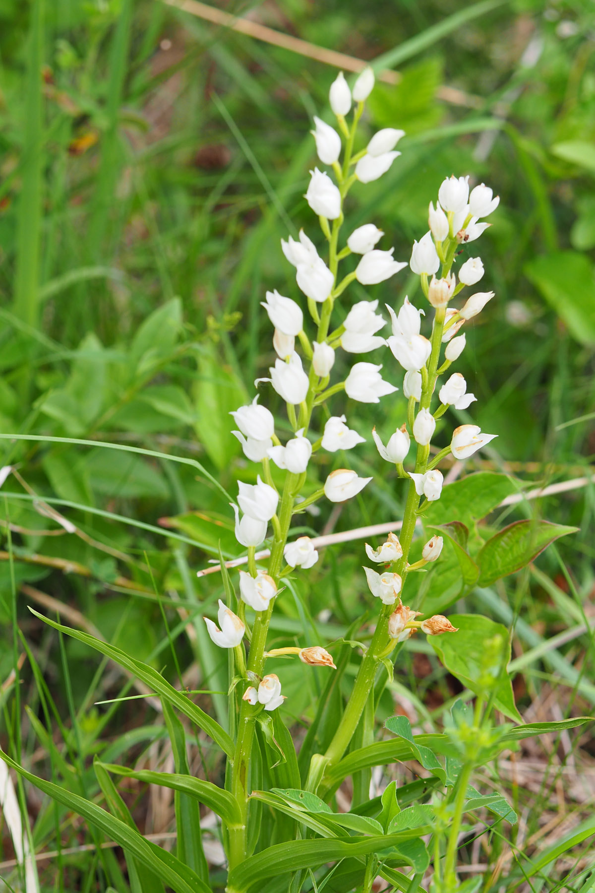 Cephalanthera longifolia.jpg