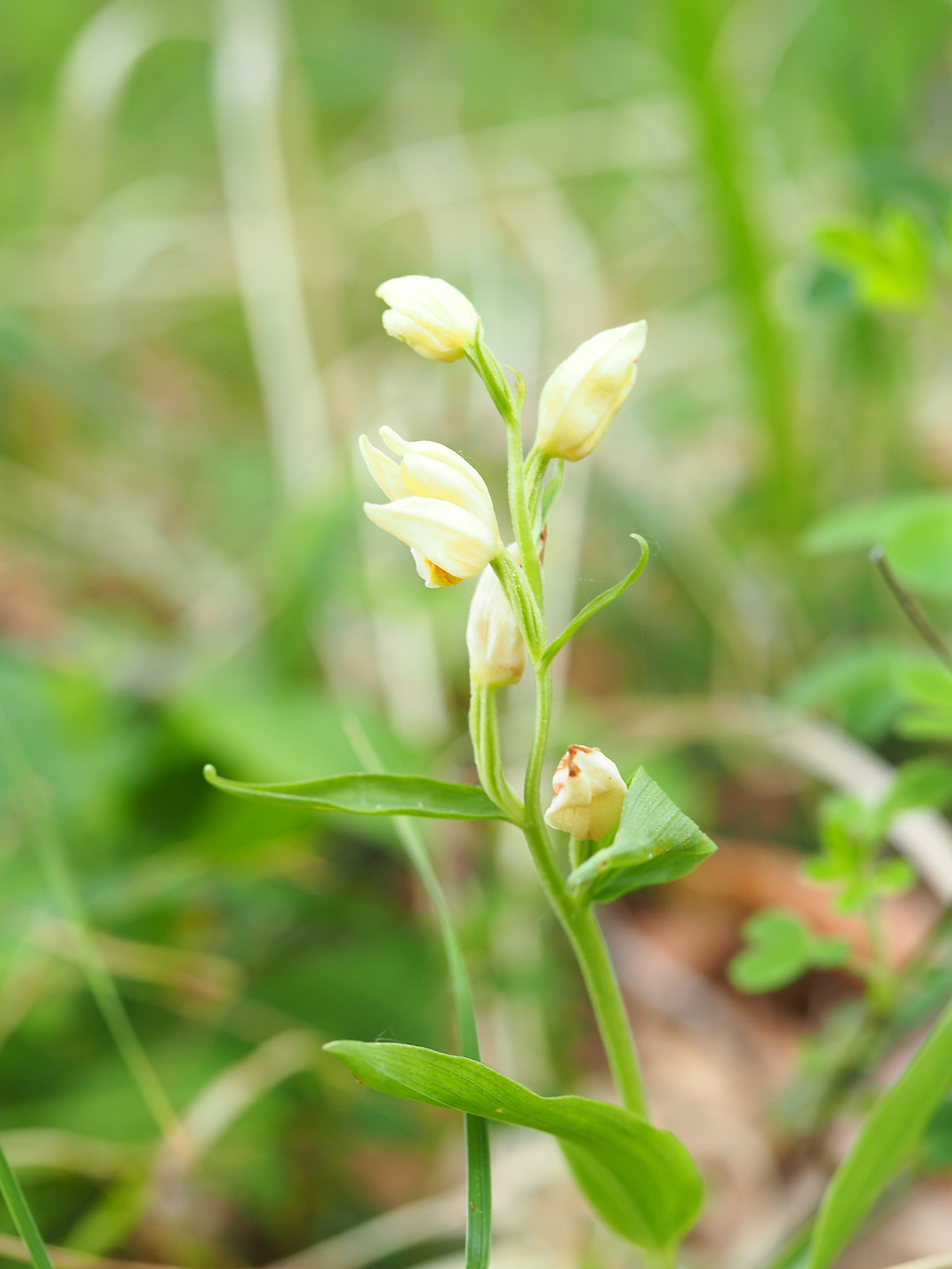 Cephalanthera damasonium.jpg