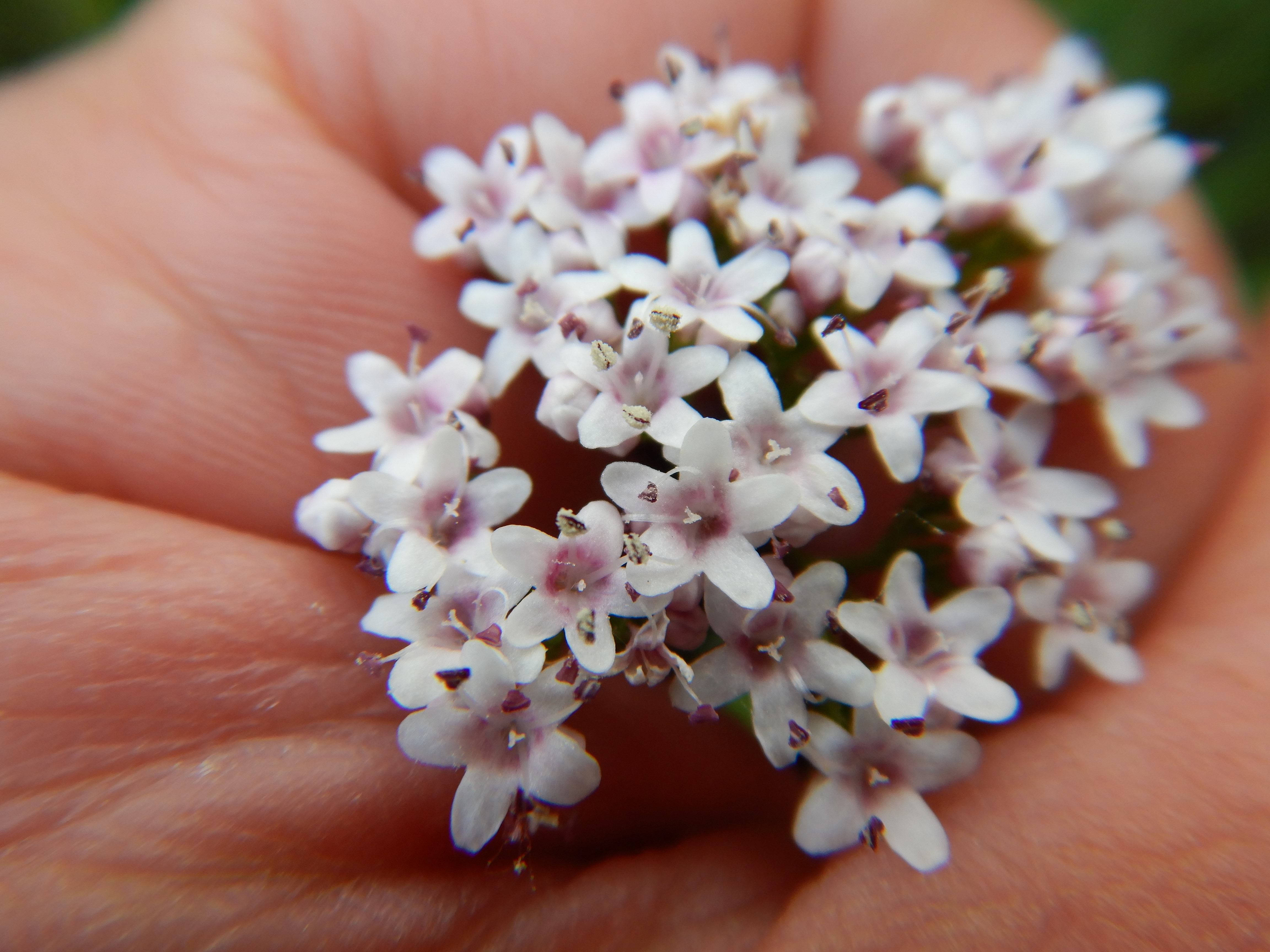 DSCN1046 valeriana dioica, zwittrig, kaisersteinbruch, 2024-05-01.jpg