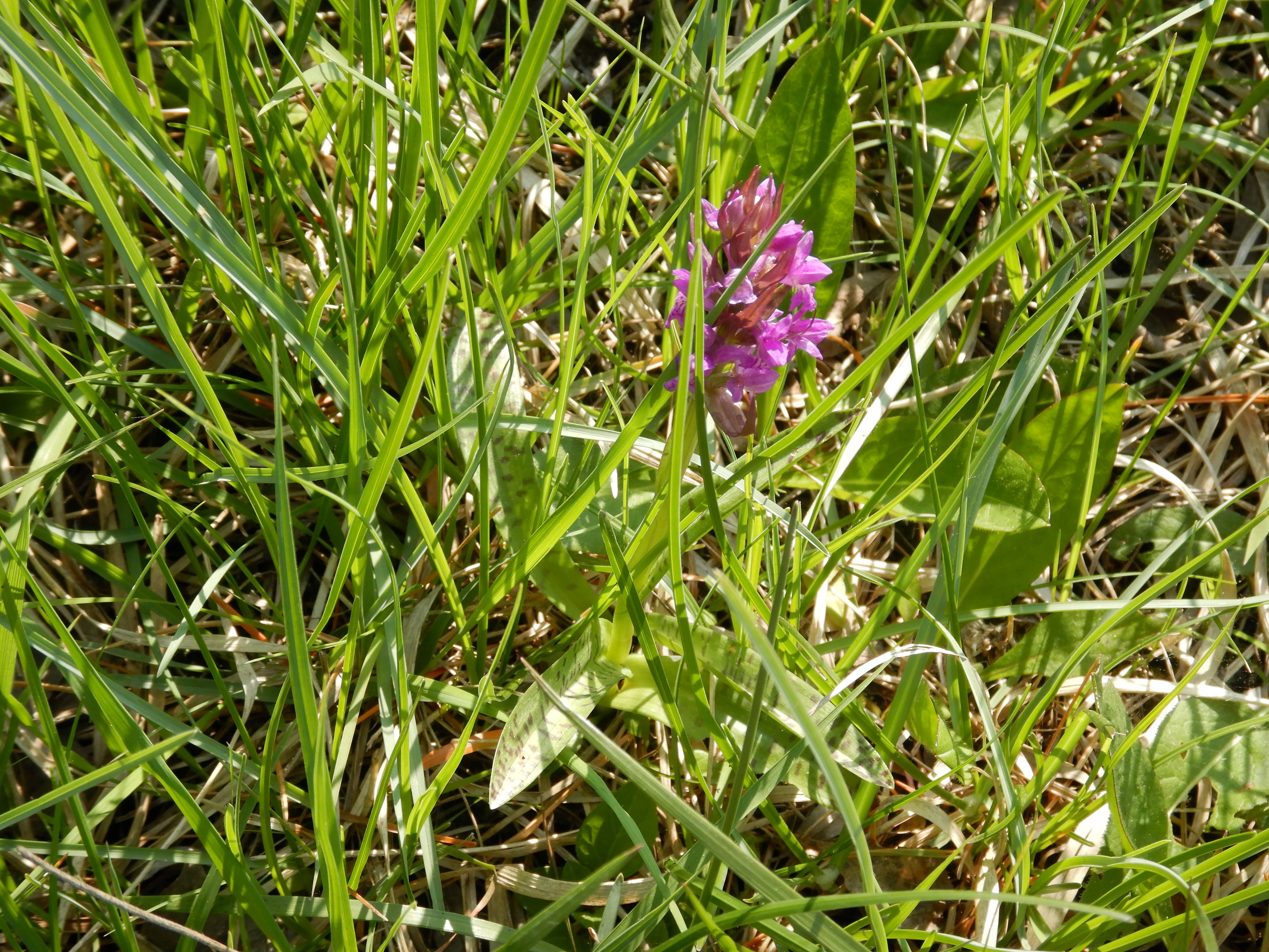 DSCN1029 dactylorhiza majalis, kaisersteinbruch, 2024-05-01.jpg