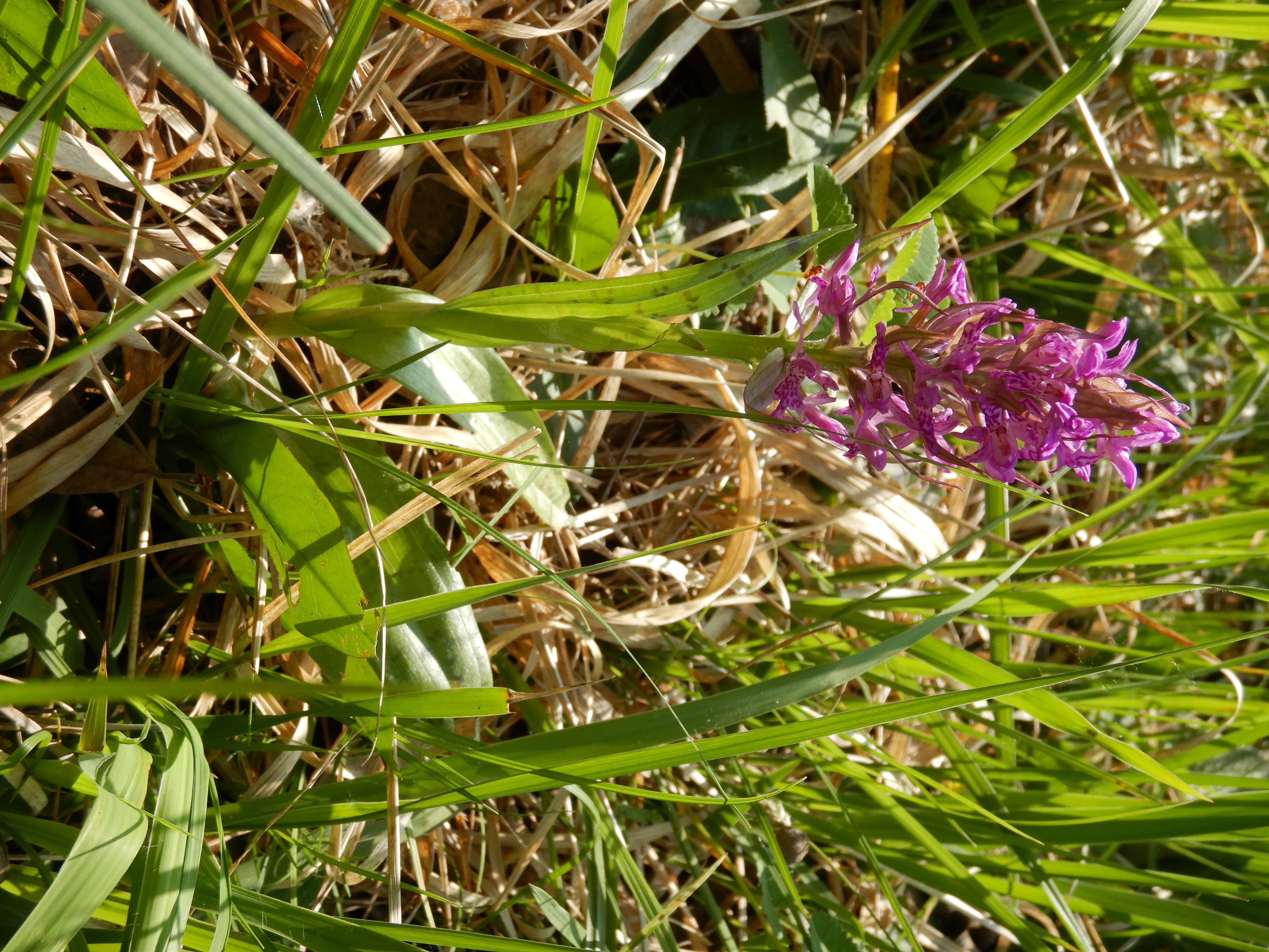 DSCN1030 dactylorhiza majalis, kaisersteinbruch, 2024-05-01.jpg