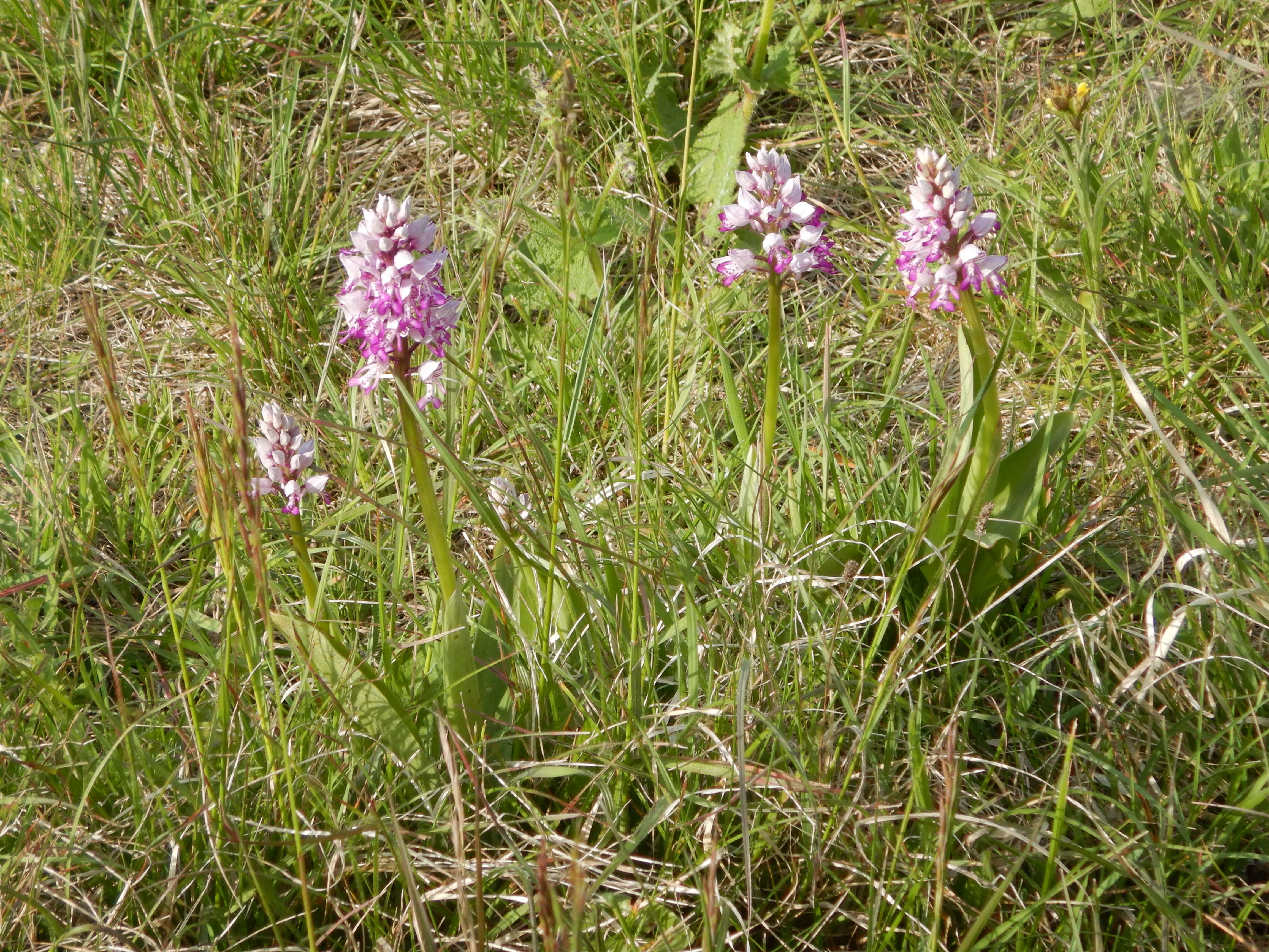 DSCN1063 orchis militaris, kaisersteinbruch, 2024-05-01.jpg