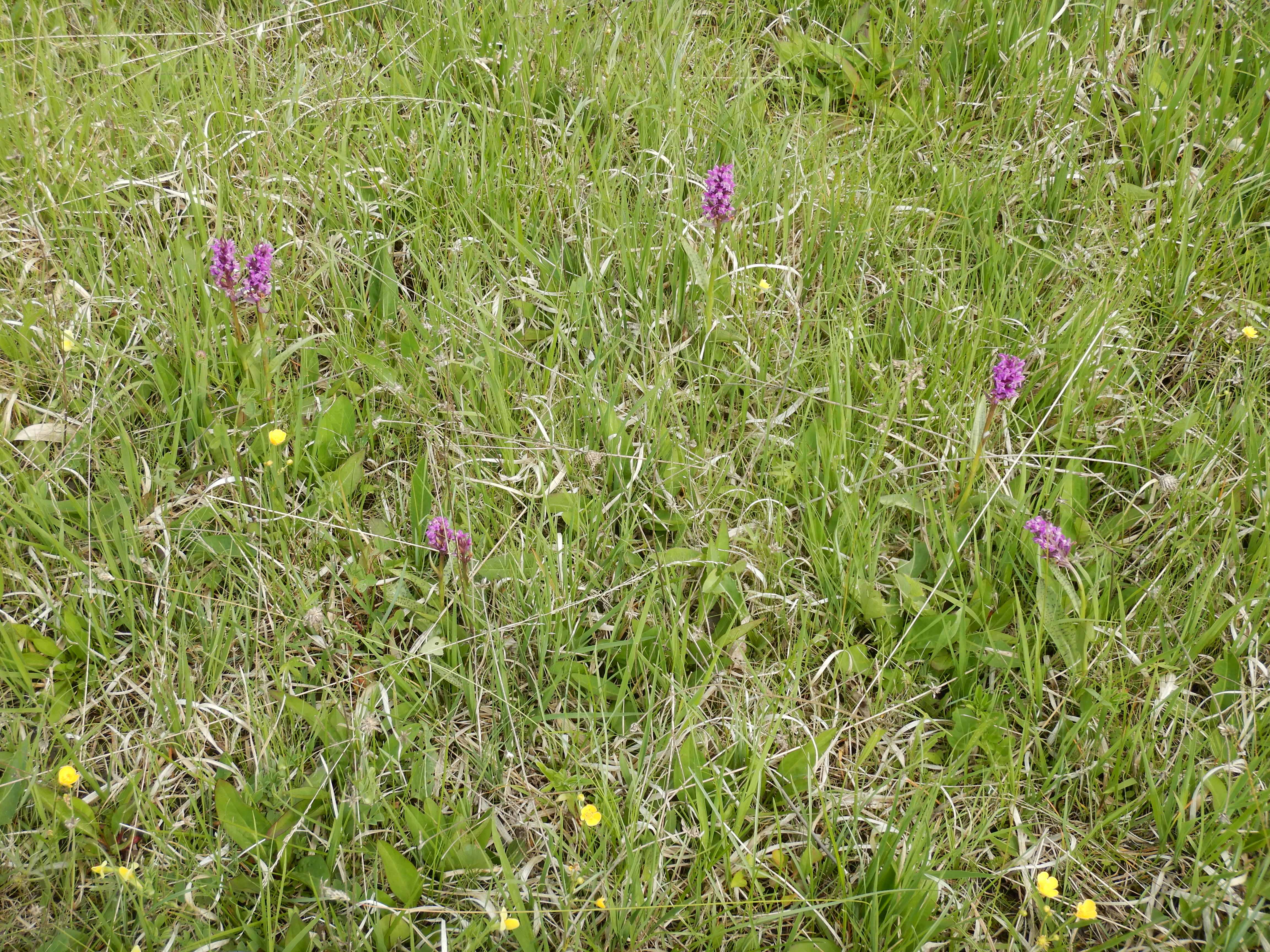 DSCN1072 dactylorhiza majalis, kaisersteinbruch, 2024-05-01.jpg