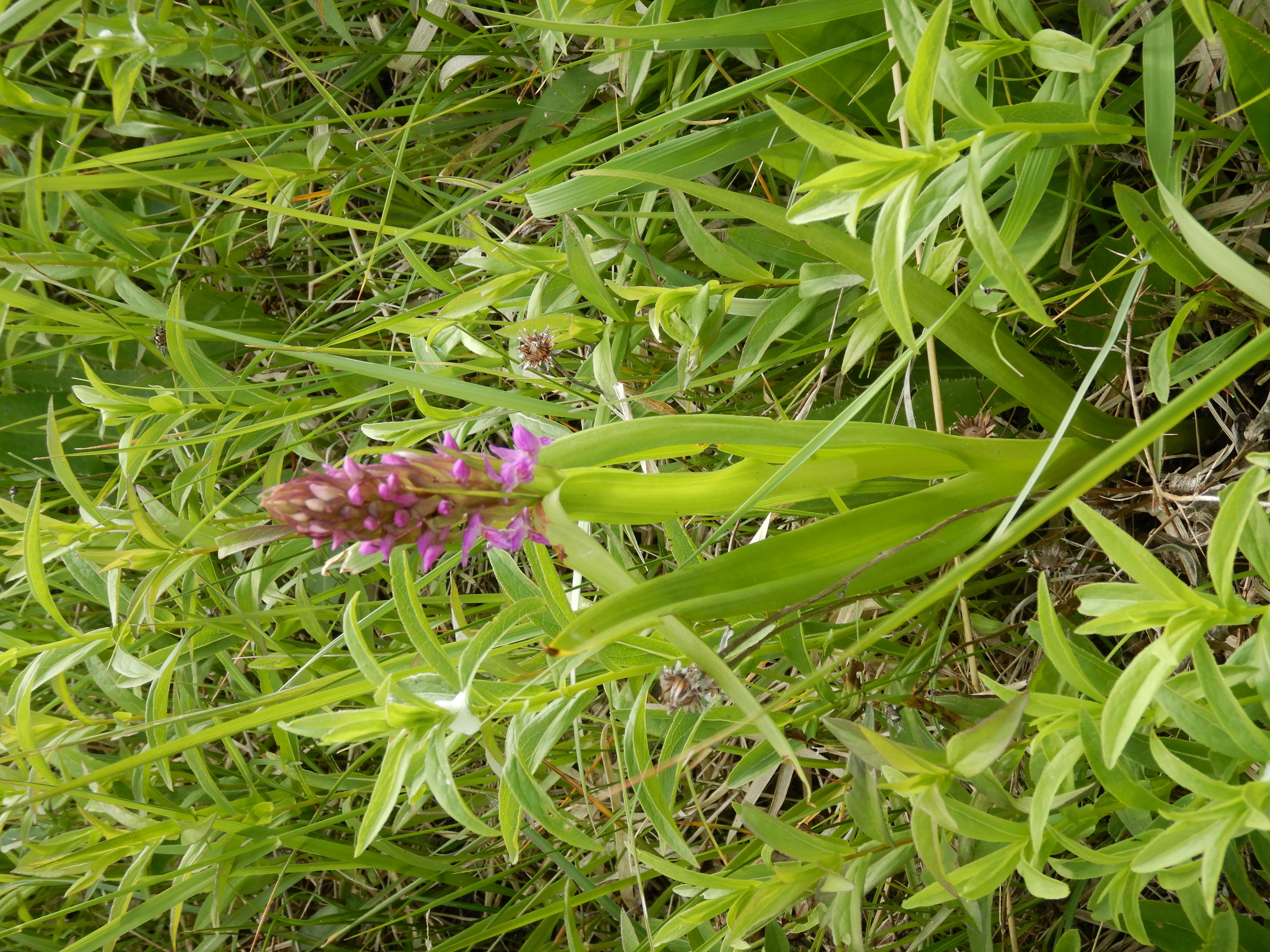 DSCN1076 dactylorhiza incarnata, kaisersteinbruch, 2024-05-01.jpg