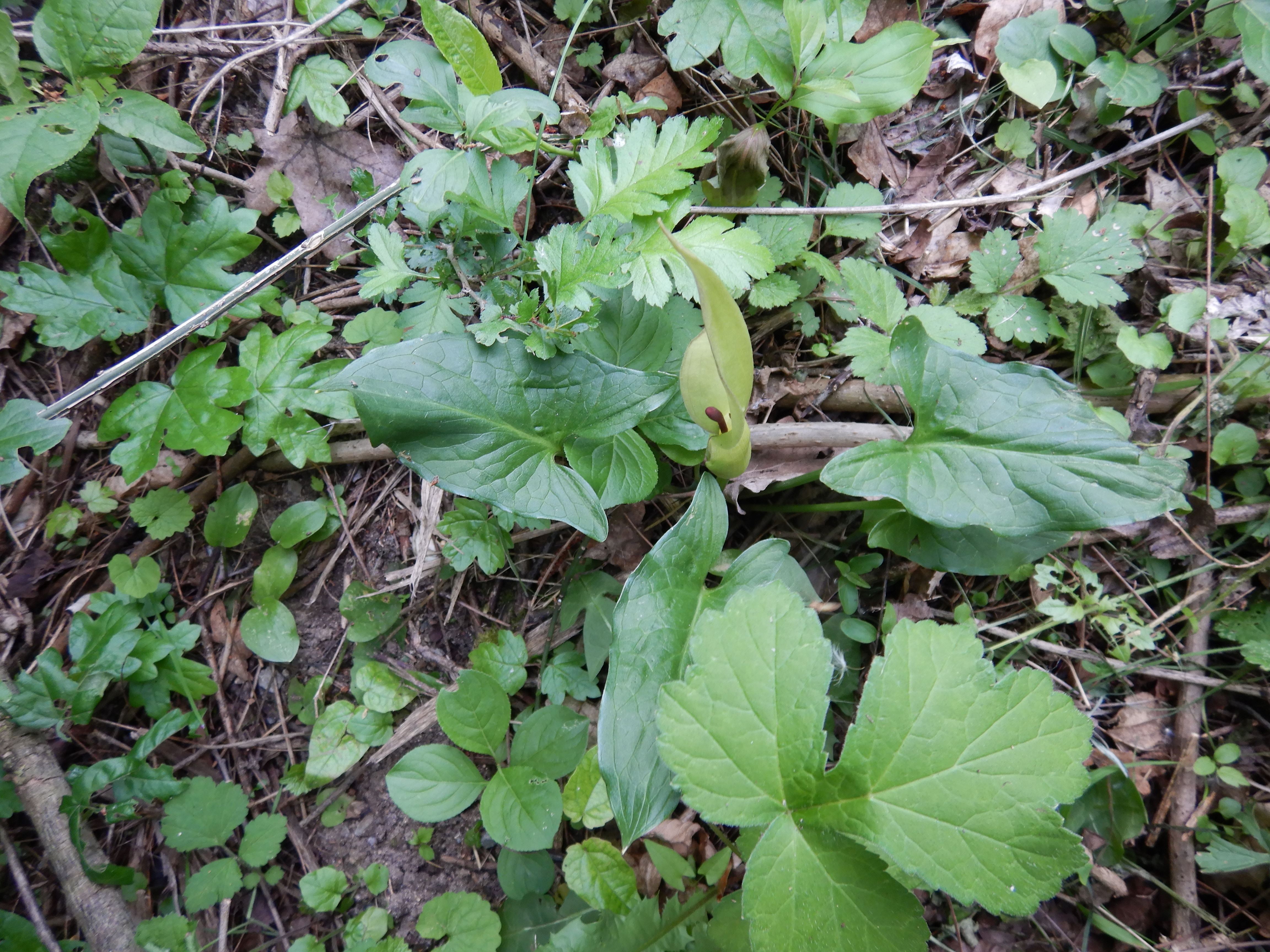 DSCN1088 arum cylindraceum, kaisersteinbruch, 2024-05-01.jpg