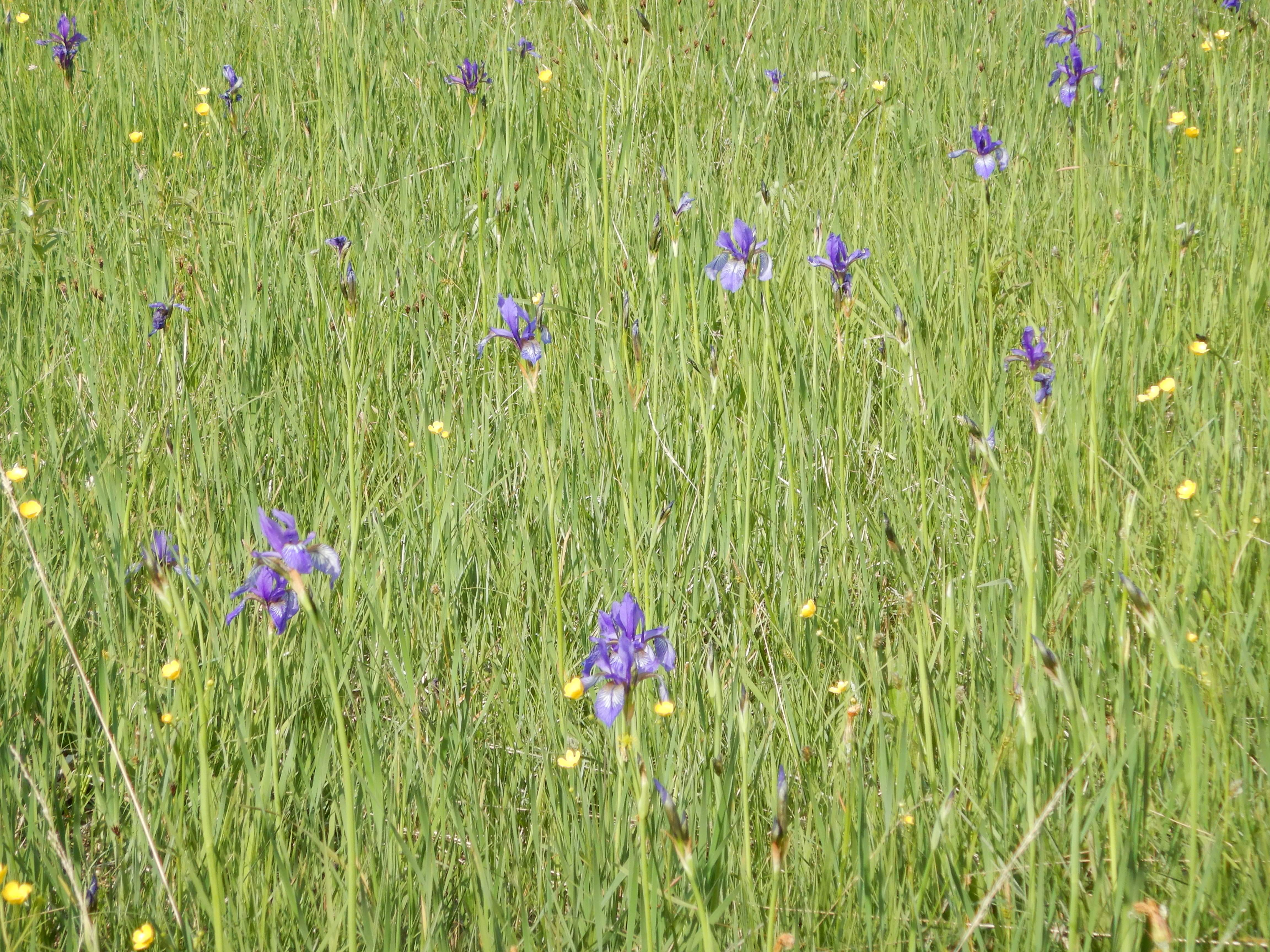 DSCN1043 iris sibirica, kaisersteinbruch, 2024-05-01.jpg