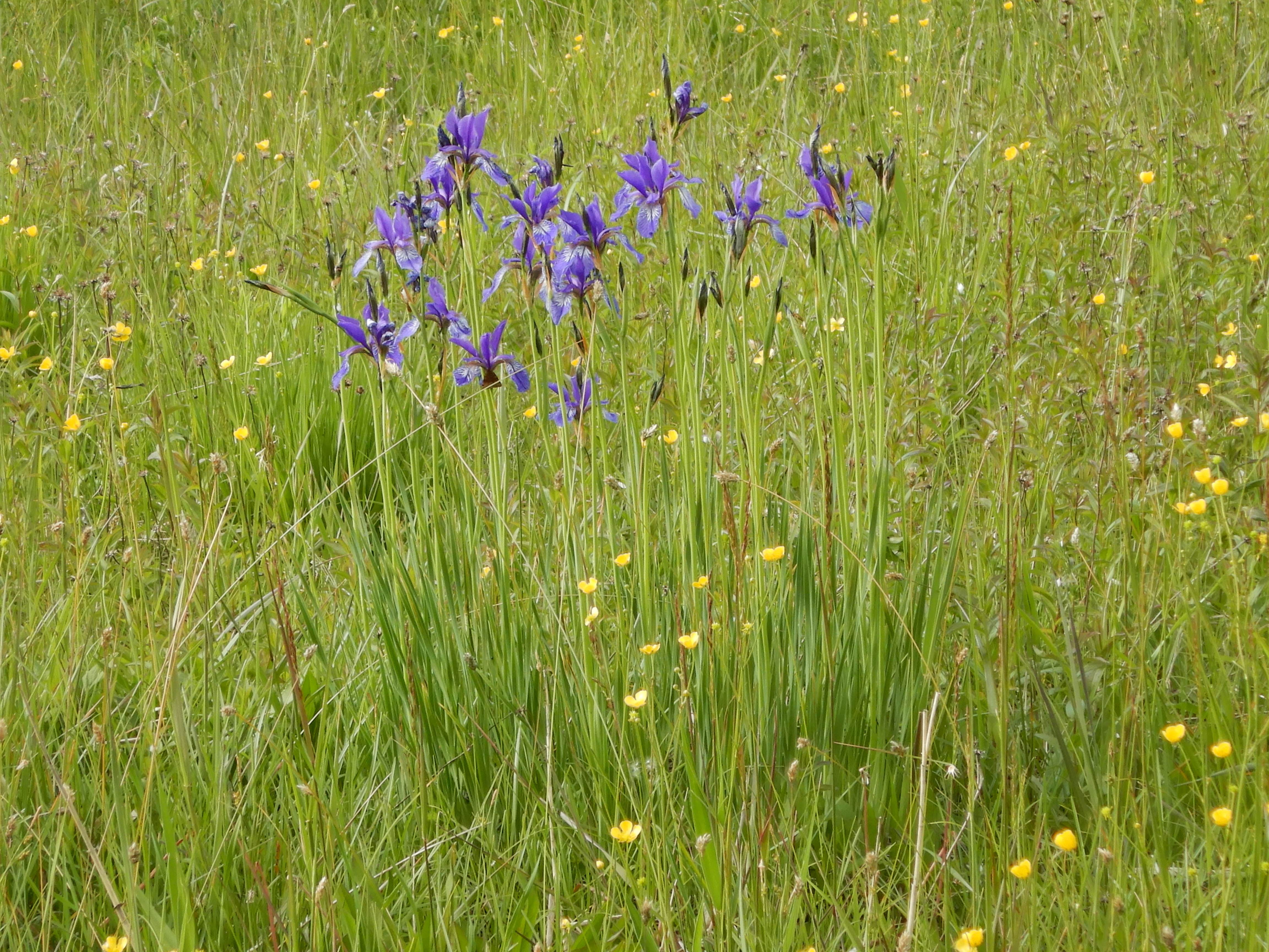 DSCN1073 iris sibirica, kaisersteinbruch, 2024-05-01.jpg