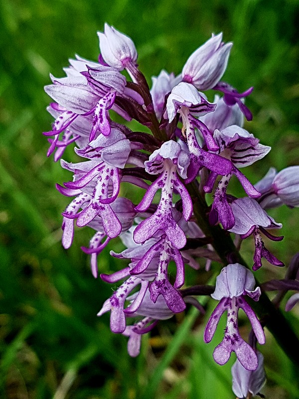 k-Anacamptis militaris.jpg