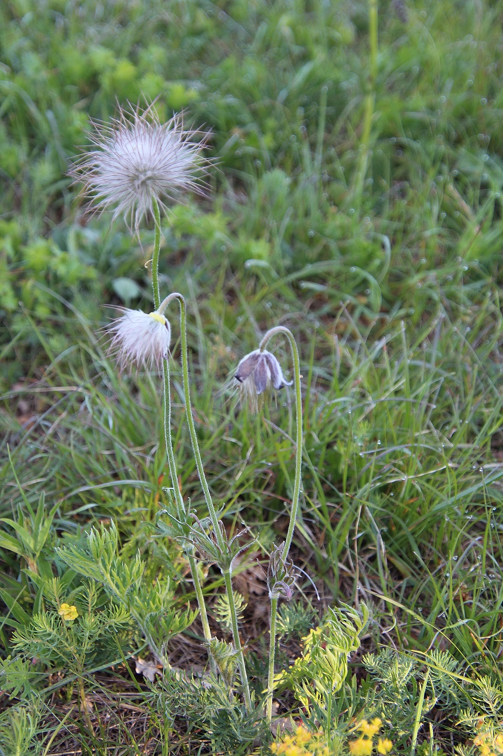 W23 -Nwiese - (11) - Pulsatilla pratensis (subsp. nigricans) - Schwarz-Küchenschelle.JPG