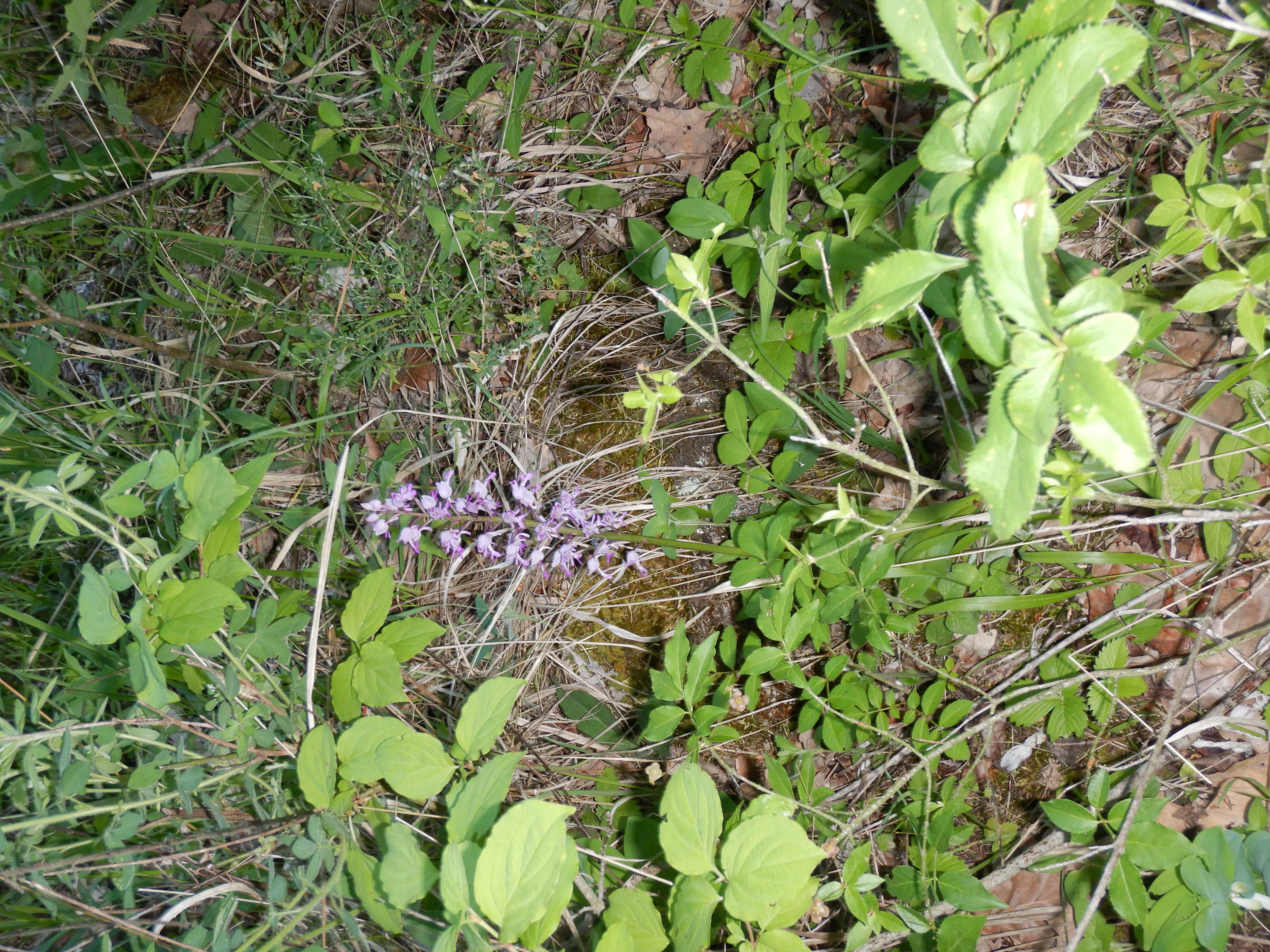 DSCN1989 hundsheimerberg, 2024-05-02, orchis militaris.jpg