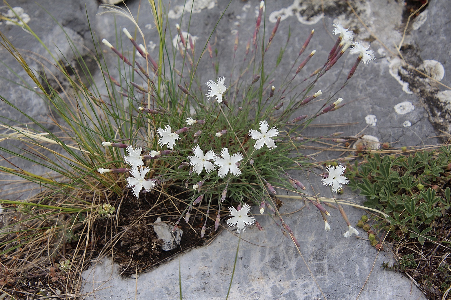 Spitzerberg - 01052024 - (209) - - Dianthus lumnitzeri - Hainburger Feder-Nelke.JPG