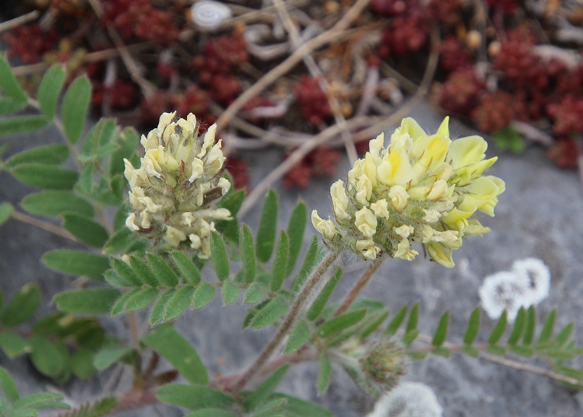 Spitzerberg - 01052024 - (213) -  - Oxytropis pilosa - Steppen-Spitzkiel.JPG