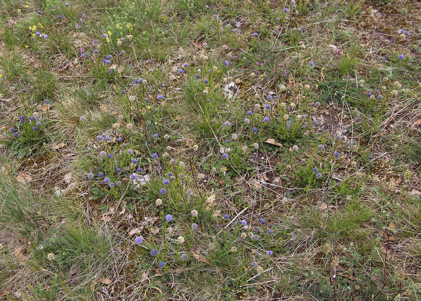 Spitzerberg - 01052024 - (186) -  - Globularia bisnagarica - Hochstiel-Kugelblume.JPG