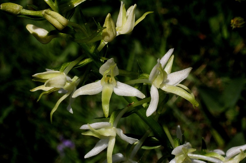 k-Plantanthera bifolia.JPG