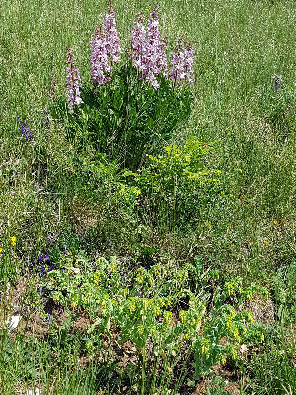 k-Cerinthe minor unter Dictamnus a.jpg