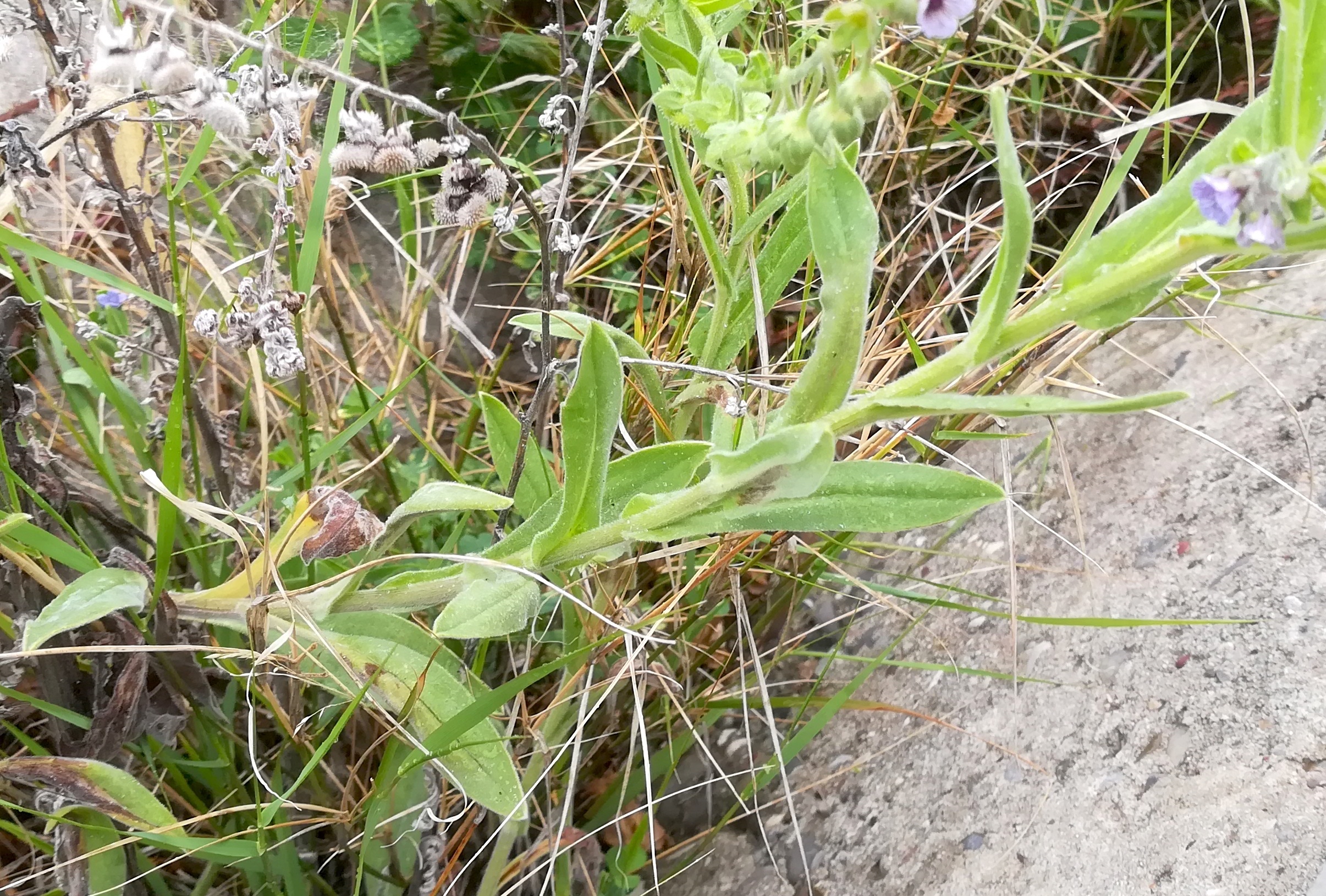 cynoglossum cf. creticum var-mündung nizza alpes-maritimes frankreich_20230519_085811.jpg