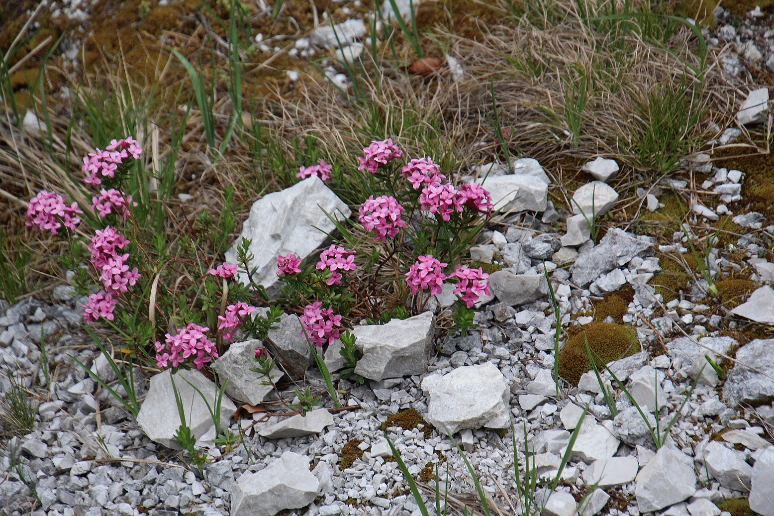 Ötschergräben - 02052024 - (2) -  Daphne cneorum - Flaum-Steinröserl.JPG