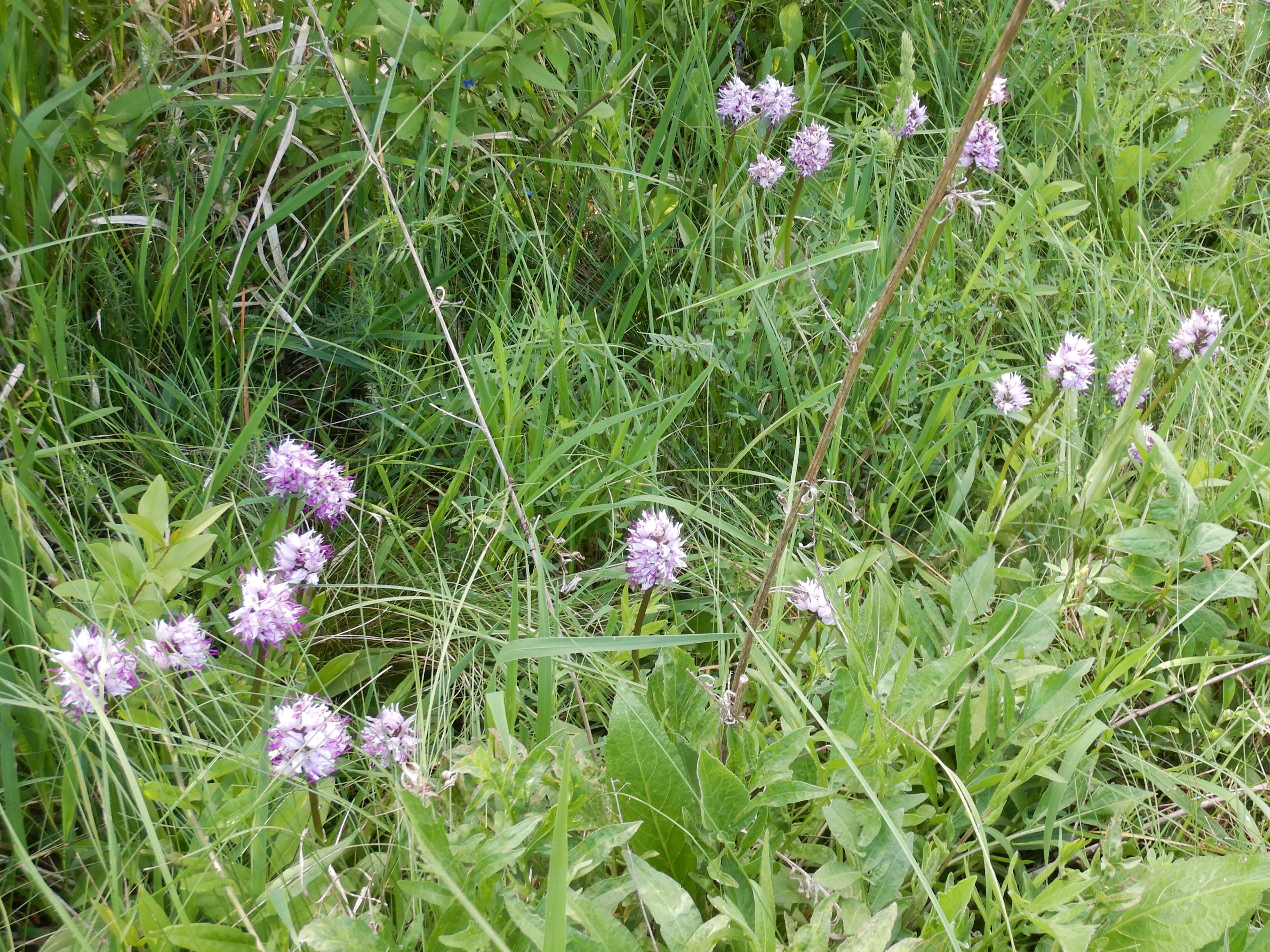 DSCN2928 orchis simia, spitzerberg, 2024-05-09.jpg