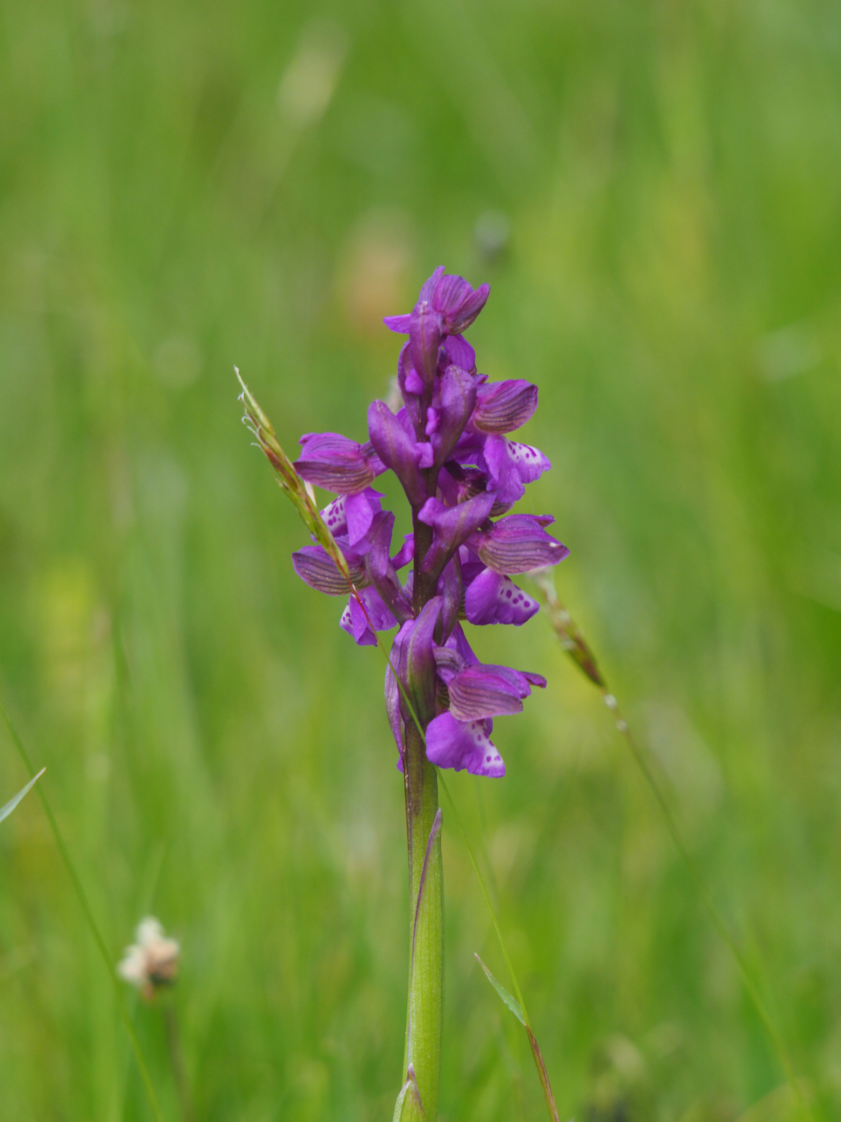 Anacamptis morio_plesch.jpg