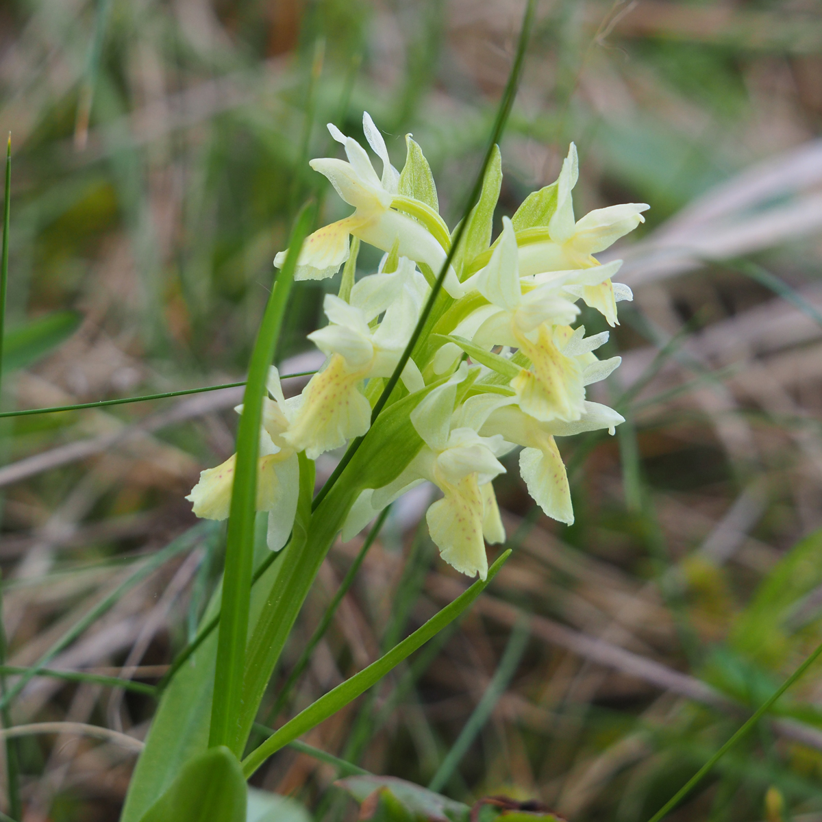 Dactylorhiza sambucina_plesch.jpg