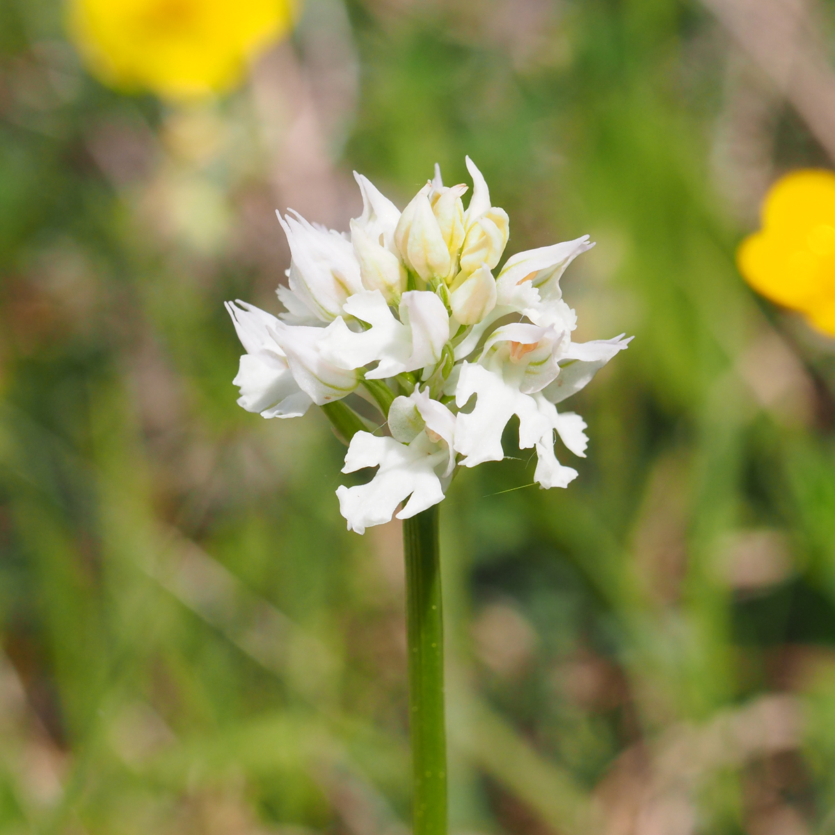 Neotinea tridentata_plesch.jpg