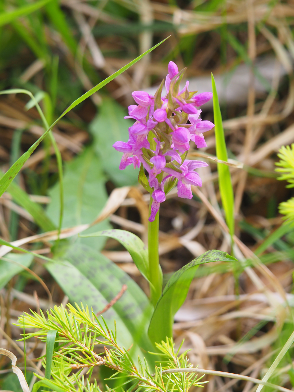 Dactylorhiza2_plesch.jpg