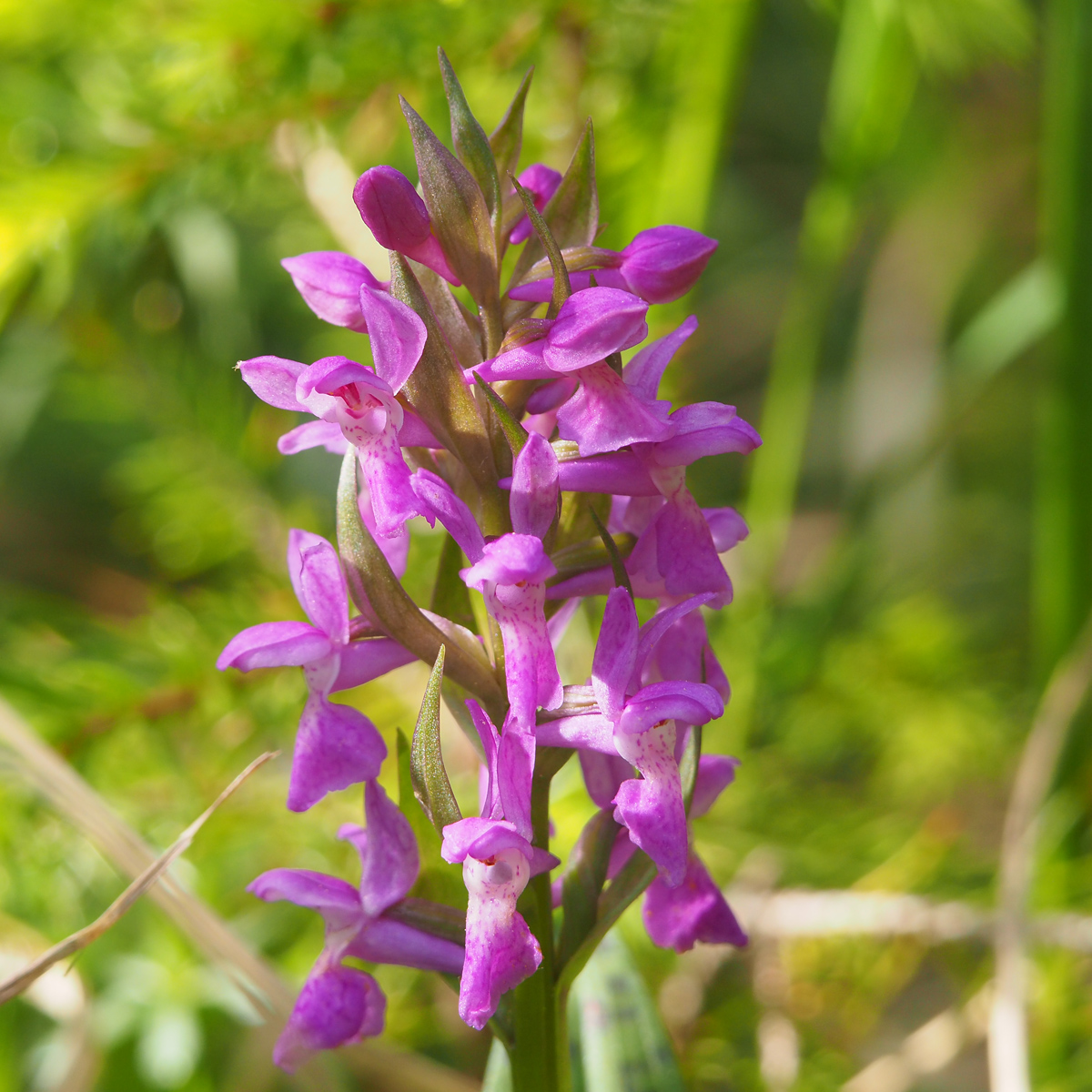 Dactylorhiza3_plesch.jpg