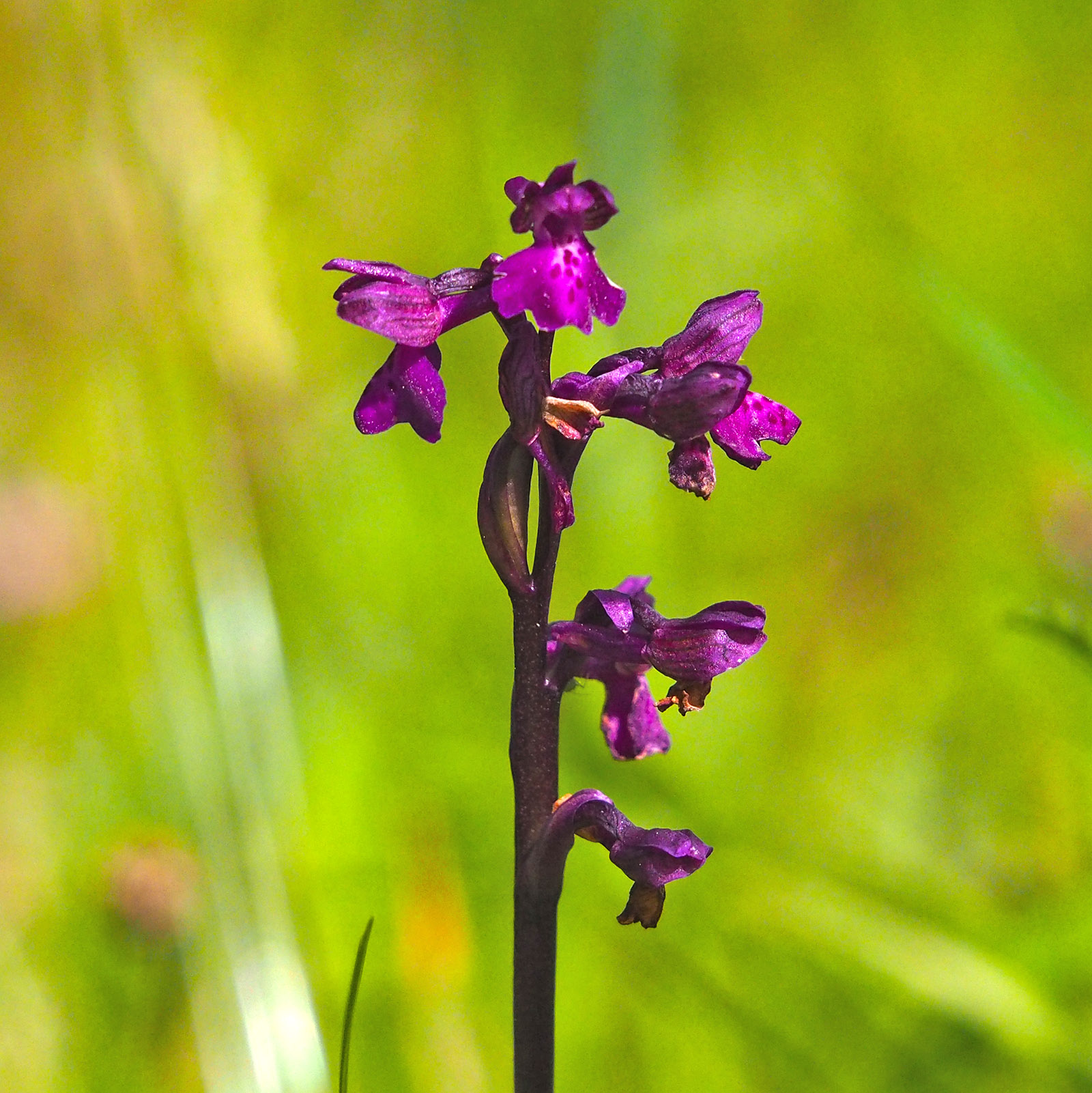 anacamptis morio _remschnigg24.jpg